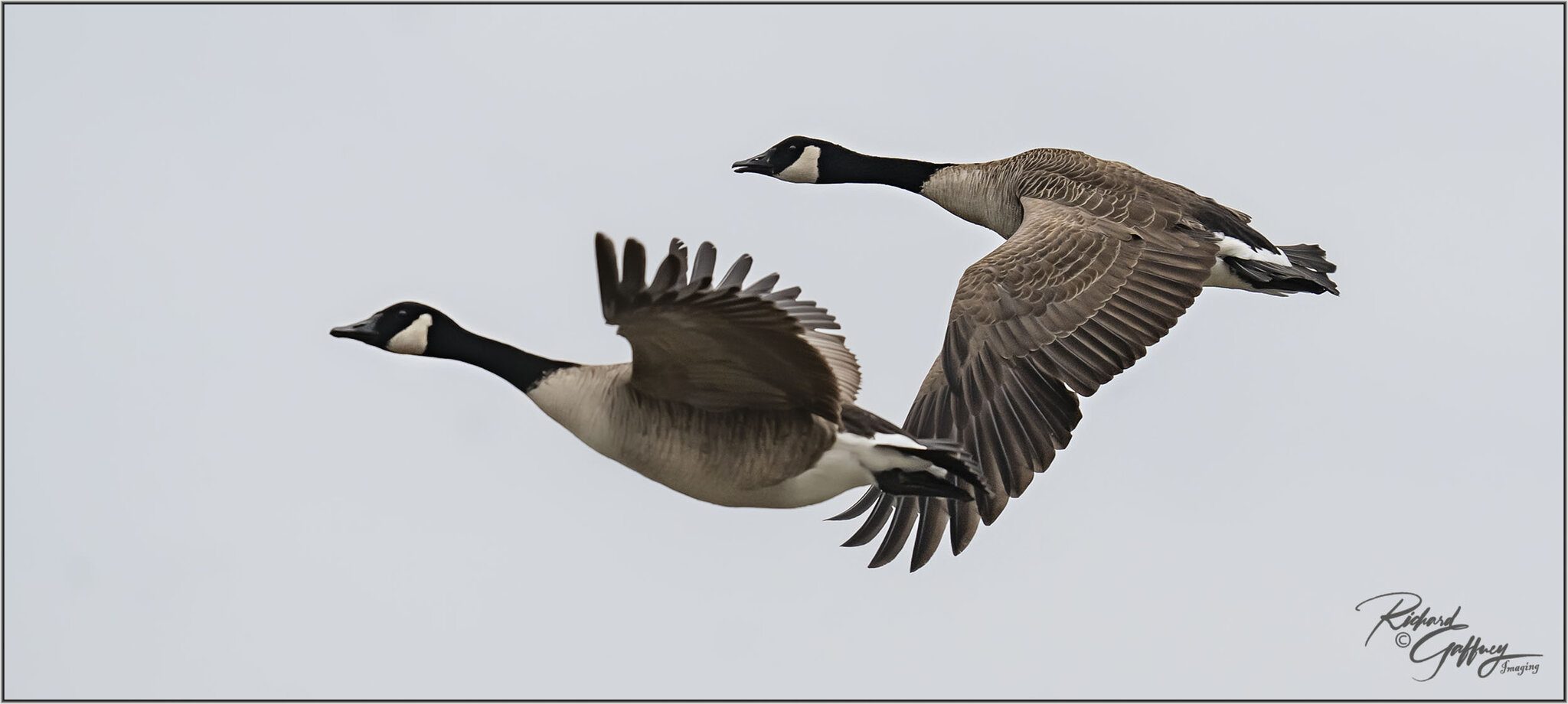 Canada geese in flight m.jpg