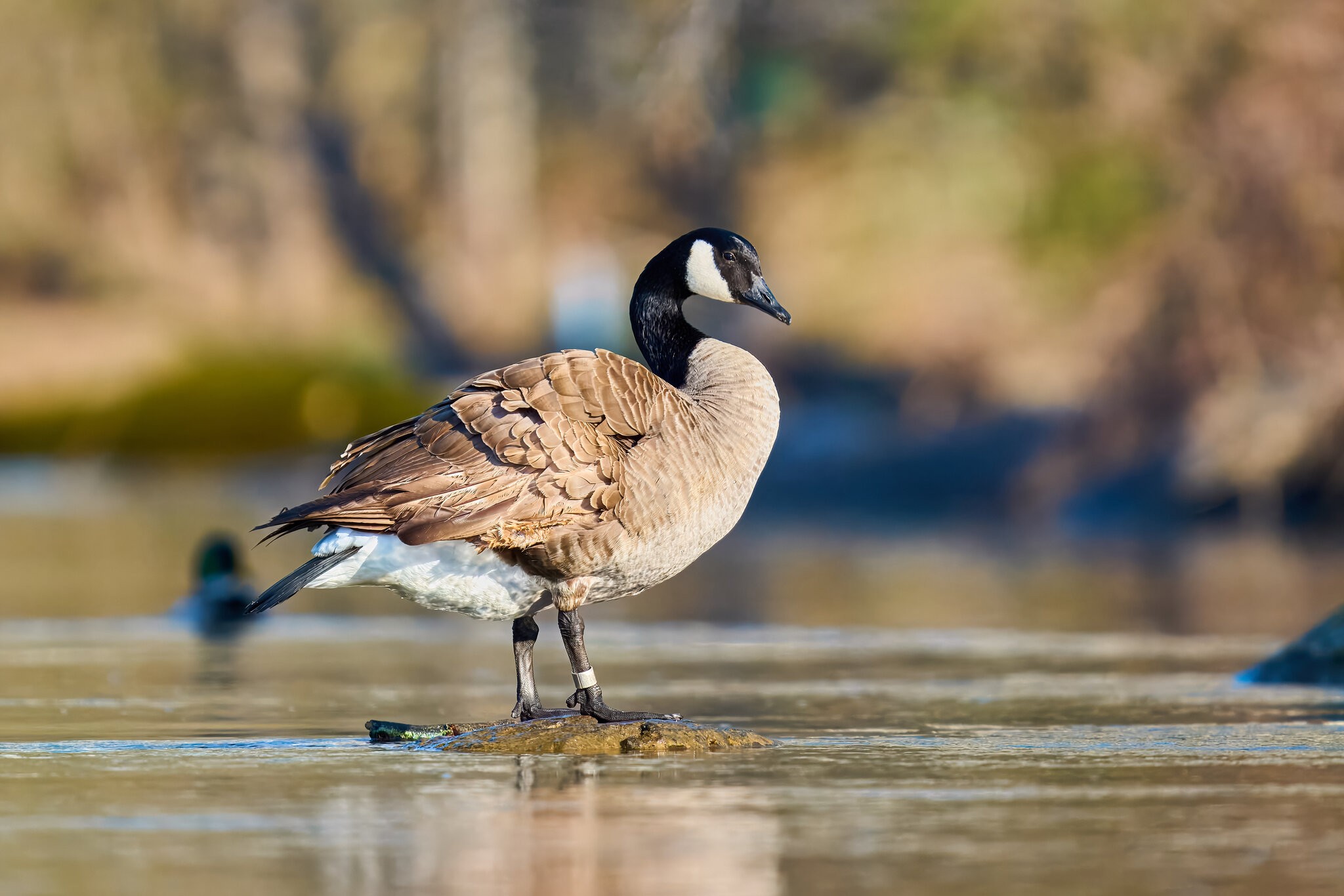 Canada Goose - Brandywine - 04042026 - 01.jpg