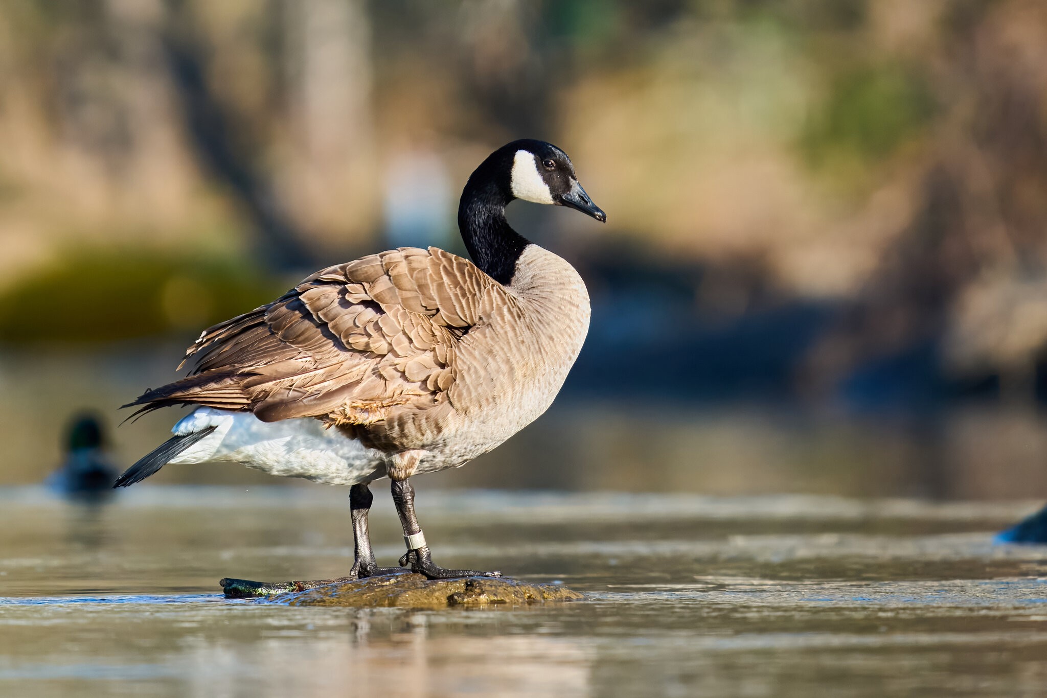 Canada Goose - Brandywine - 04042026 - 01 - rDN.jpg