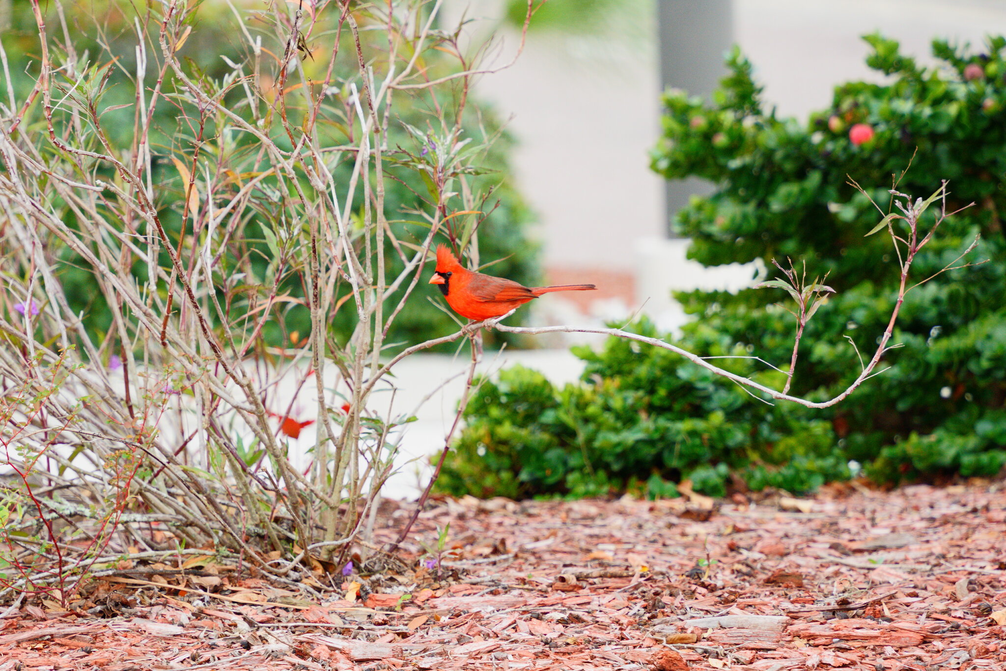 Cardinal 10.JPG