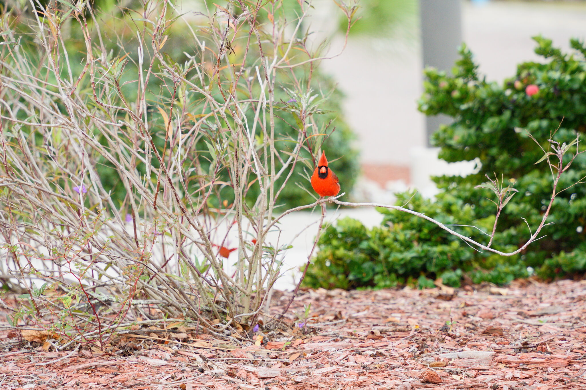 Cardinal 9.JPG