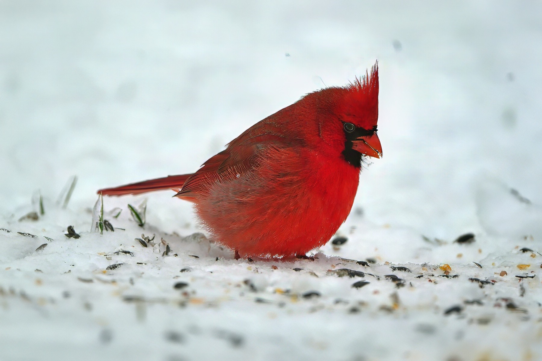 Cardinal Foraging in Snow