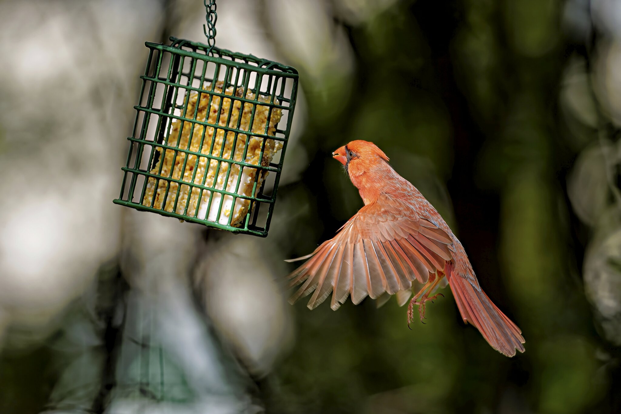 Cardinal Hovering.jpg