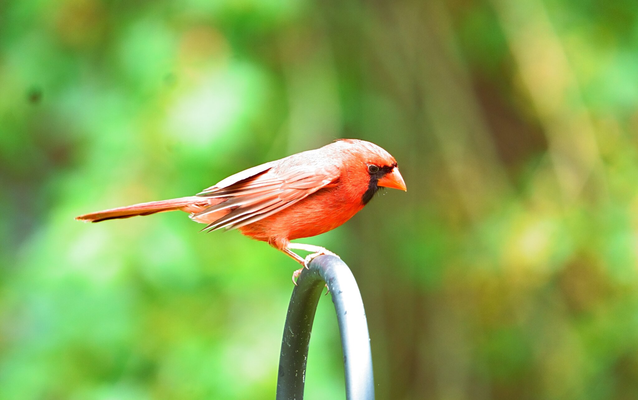 Cardinal2.JPG