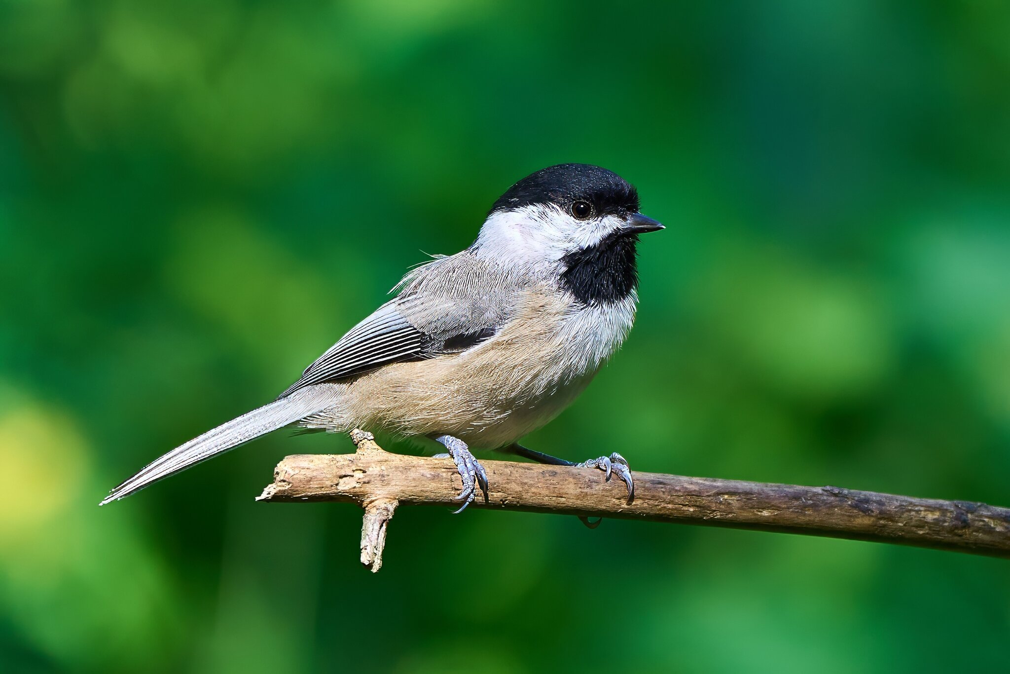 Carolina Chickadee - Ashland - 09022023 - 01- DN.jpg