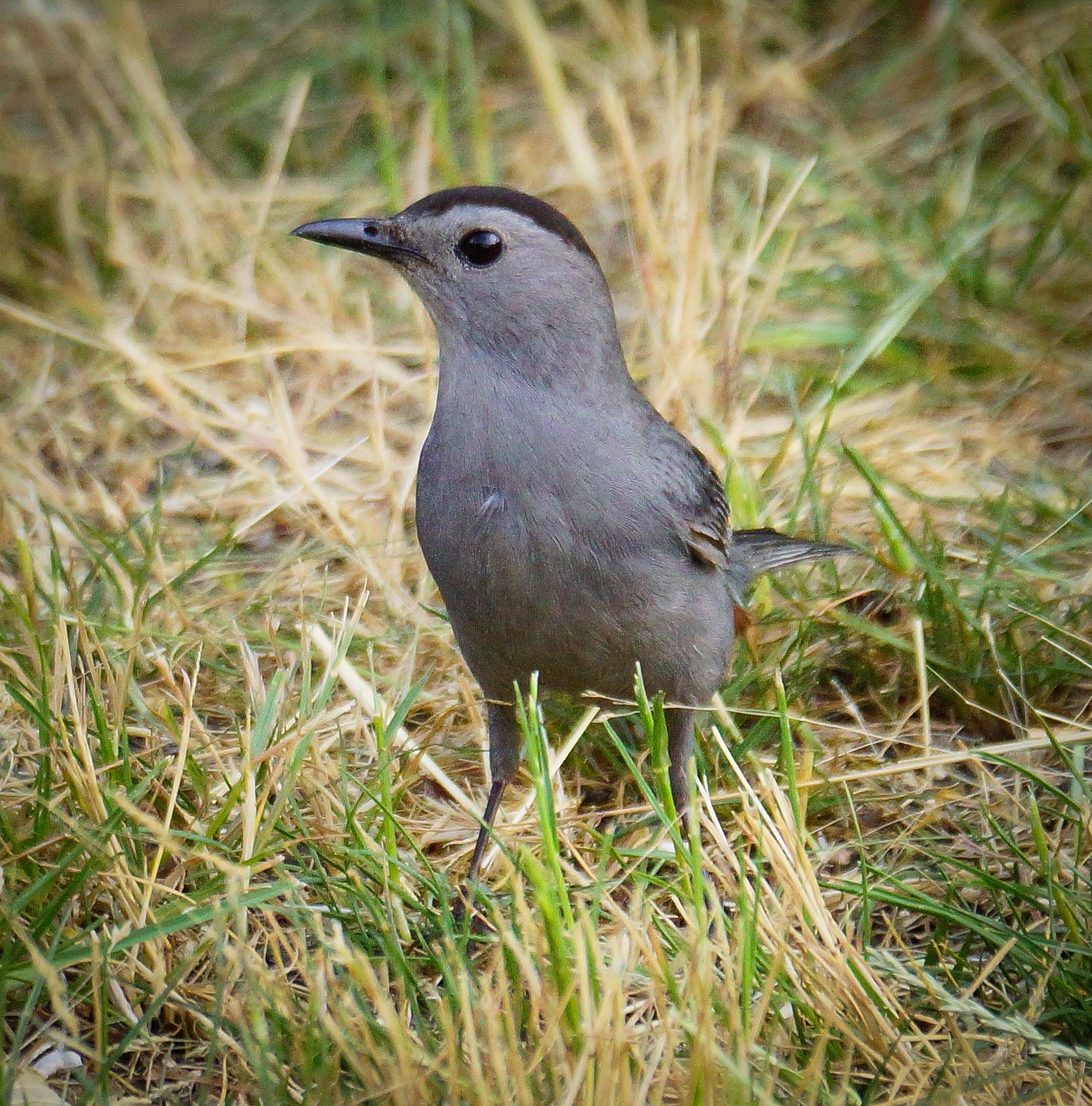 Catbird