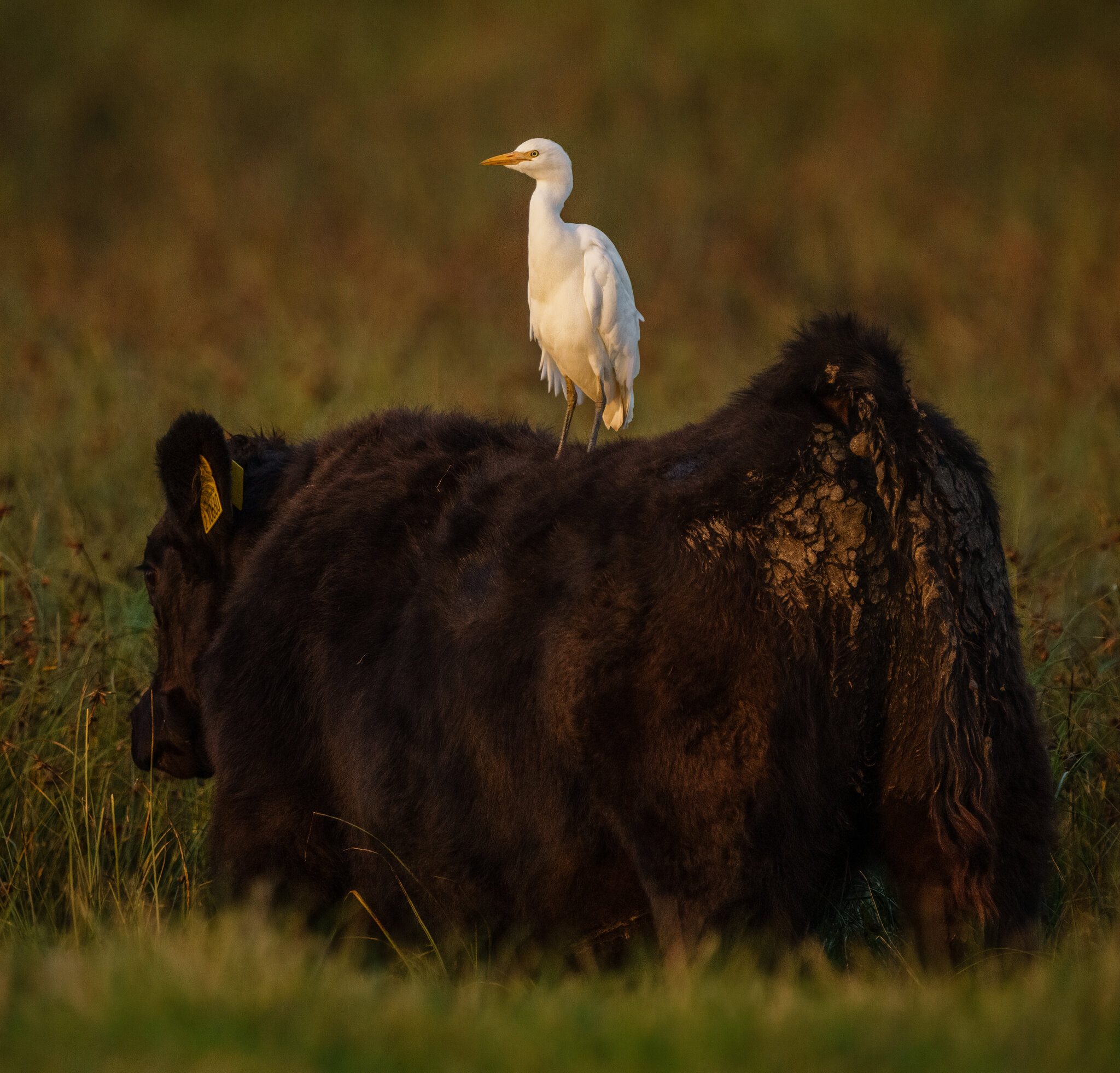 Cattle Egret-2.jpg