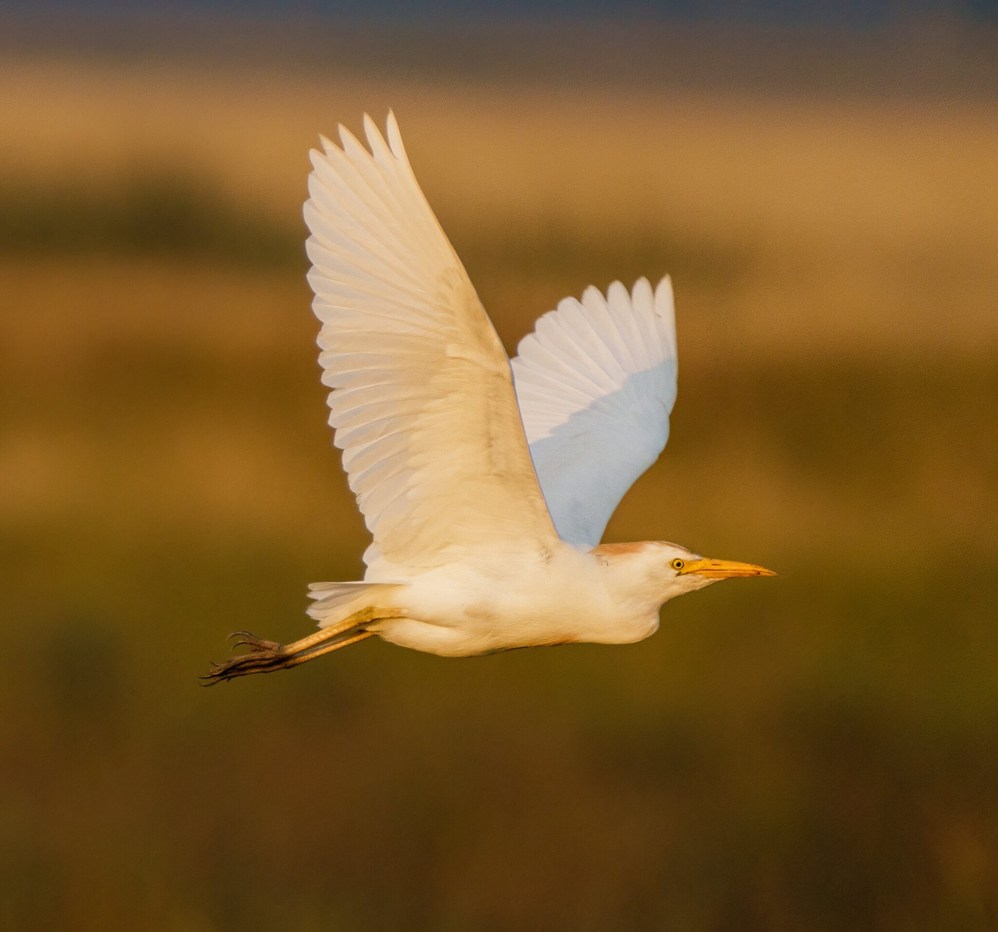 Cattle Egret-3.jpg