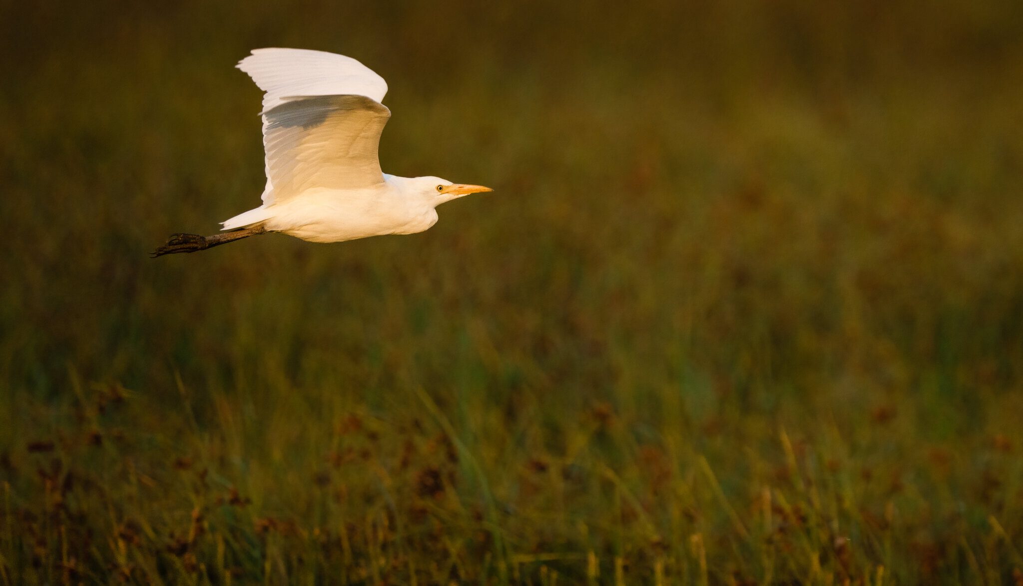 Cattle Egret-4.jpg