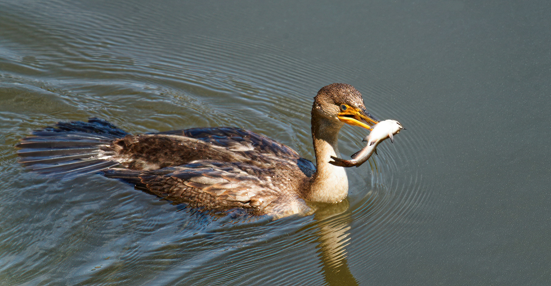 Caught Some Lunch.jpeg