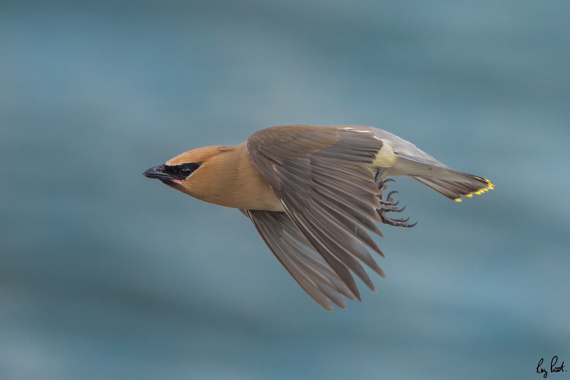 Cedar-Waxwing_DSC5076.jpg
