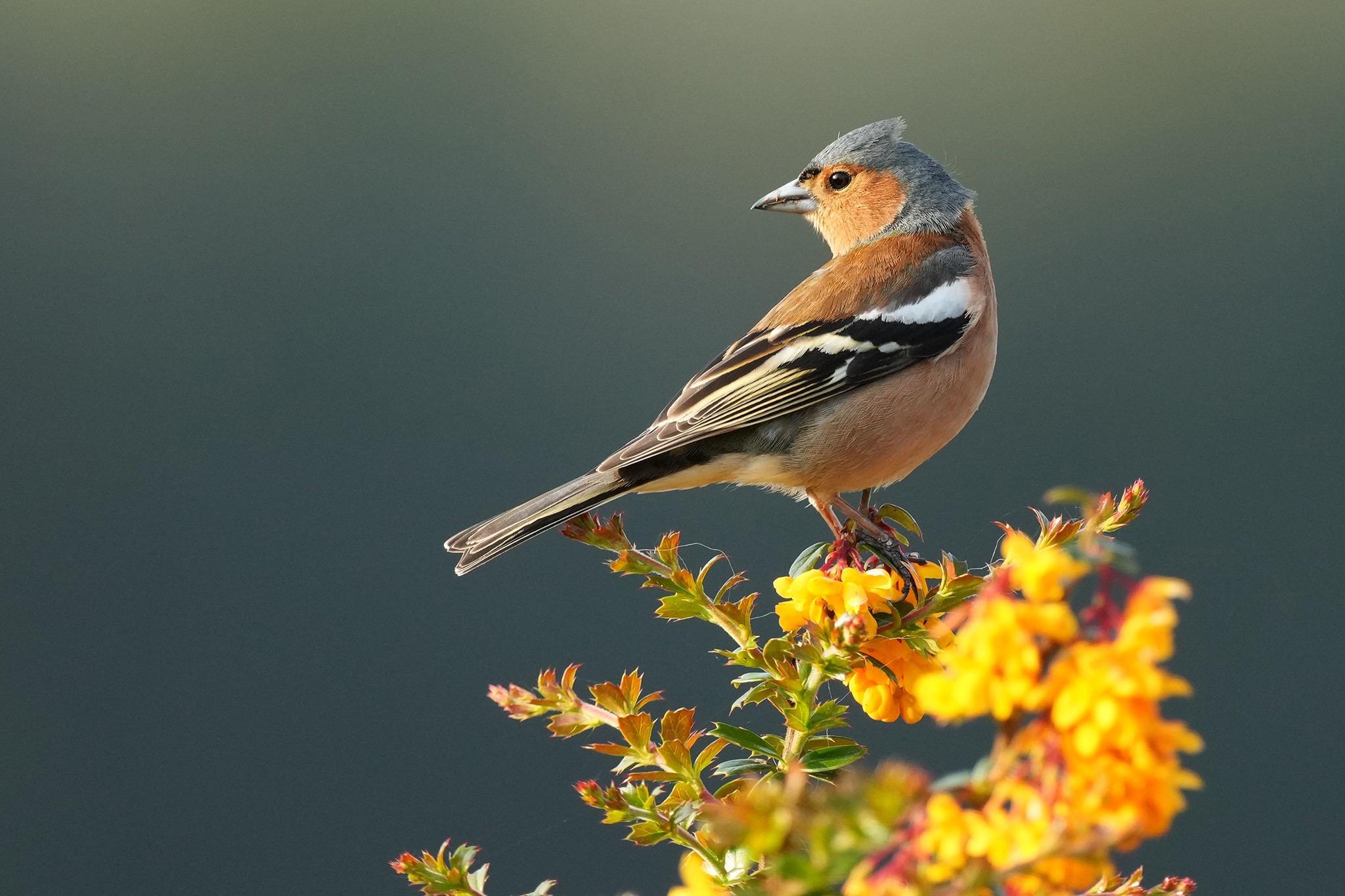 Chaffinch-DSC01309-2048px.jpg