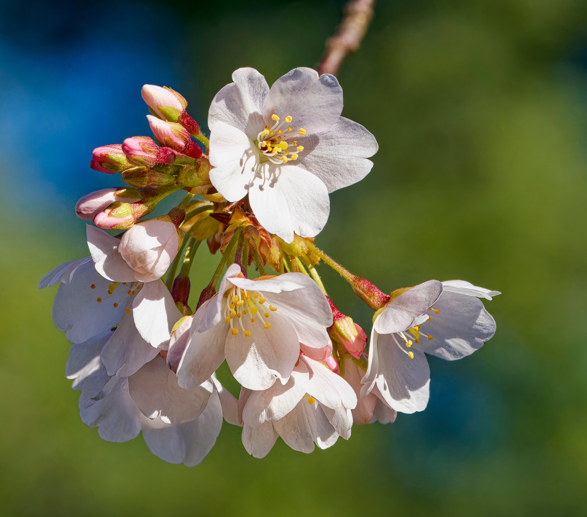 Cherry Blossoms in Bloom.jpeg