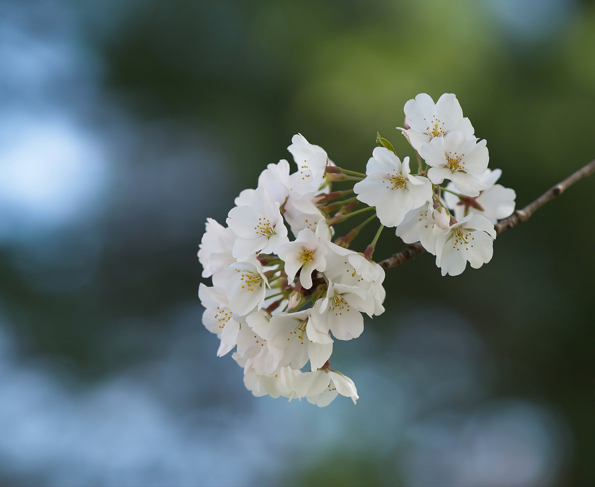 Cherry Blossoms Just Hanging Around.jpeg