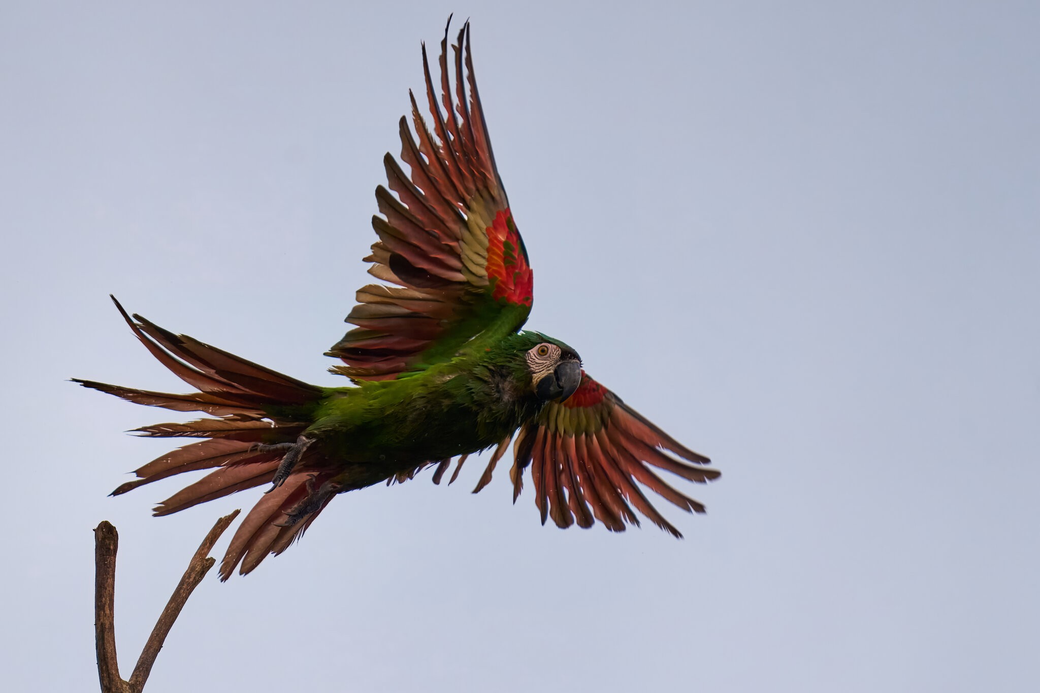 Chestnut-fronted Macaw - Brewer Park - 03302026 - 01.jpg