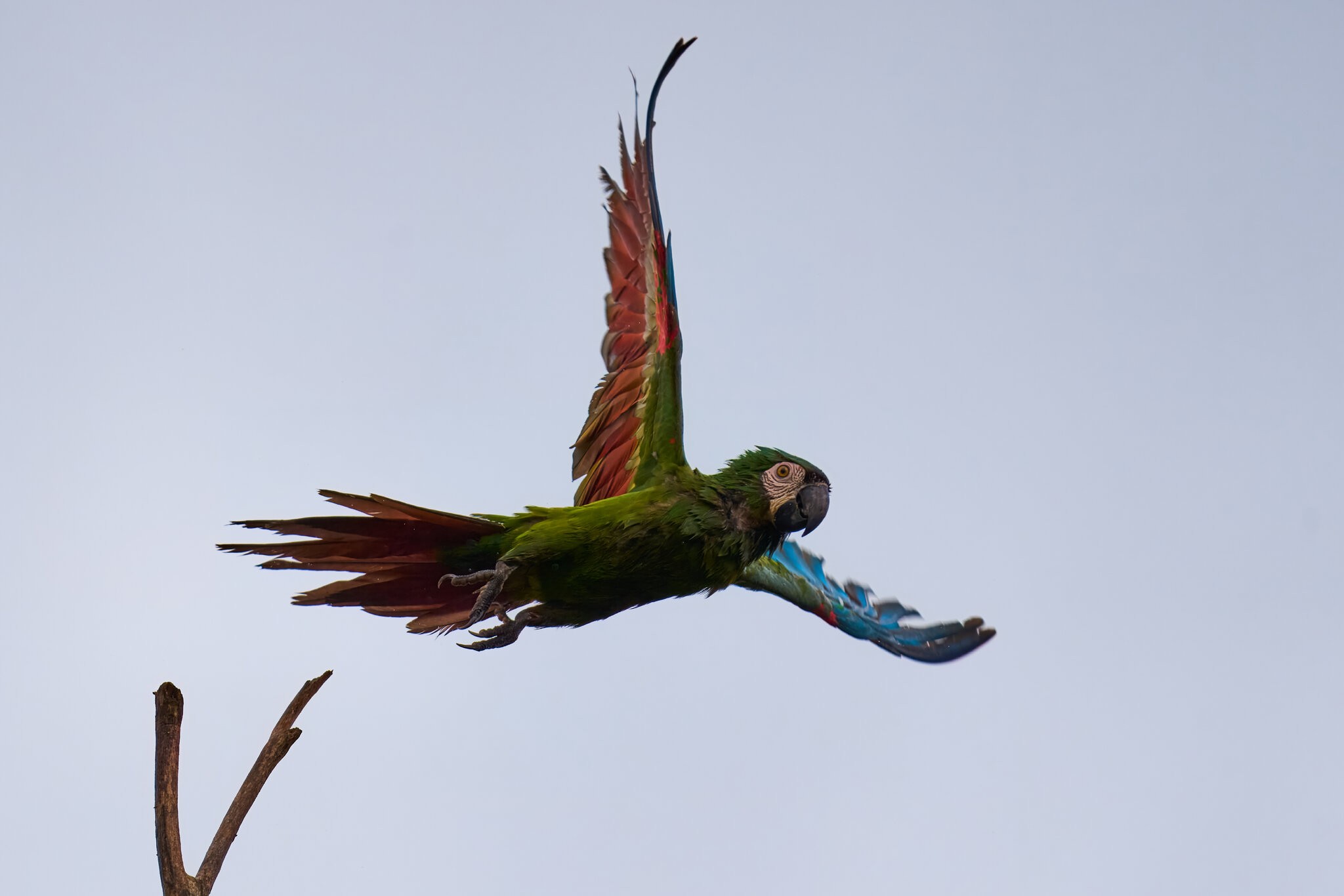 Chestnut-fronted Macaw - Brewer Park - 03302026 - 02.jpg