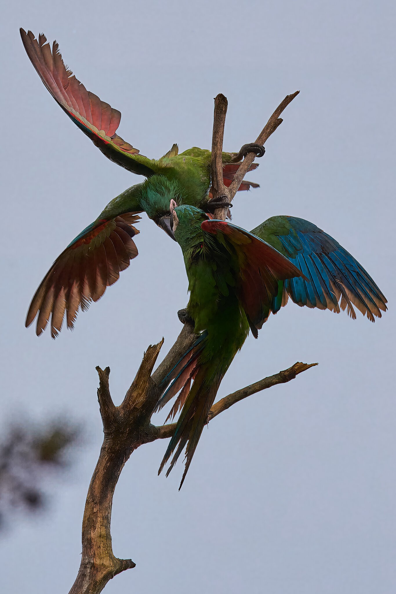 Chestnut-fronted Macaw - Brewer Park - 03302026 - 05 - rDN.jpg