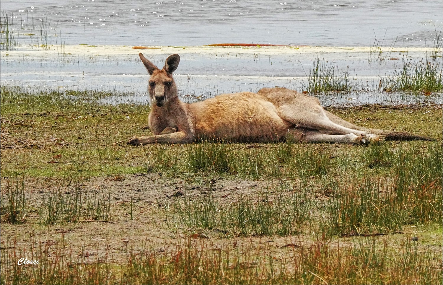 Chillin roo r.jpg