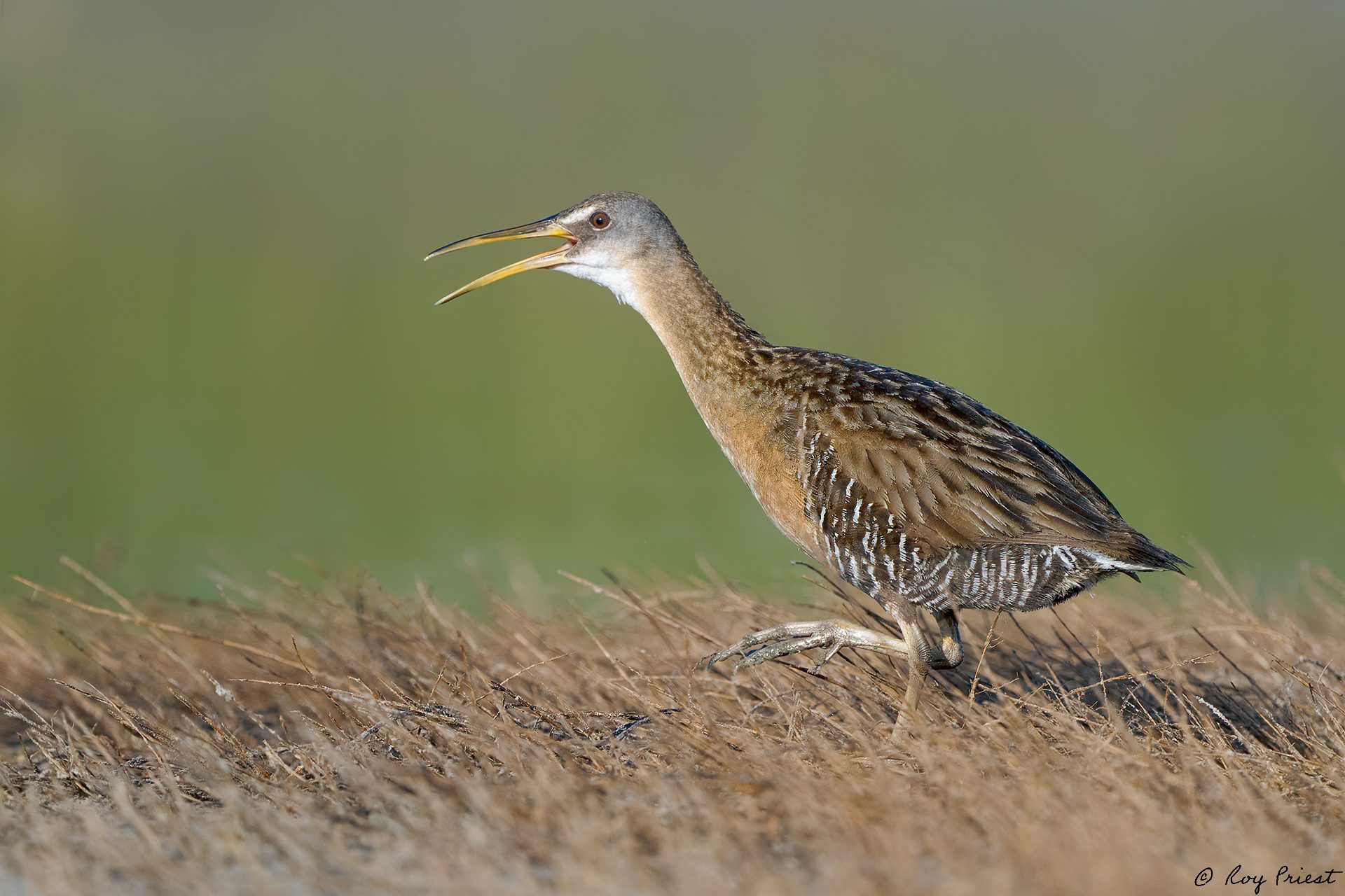 Clapper-Rail-A1_ROY-5233.jpg