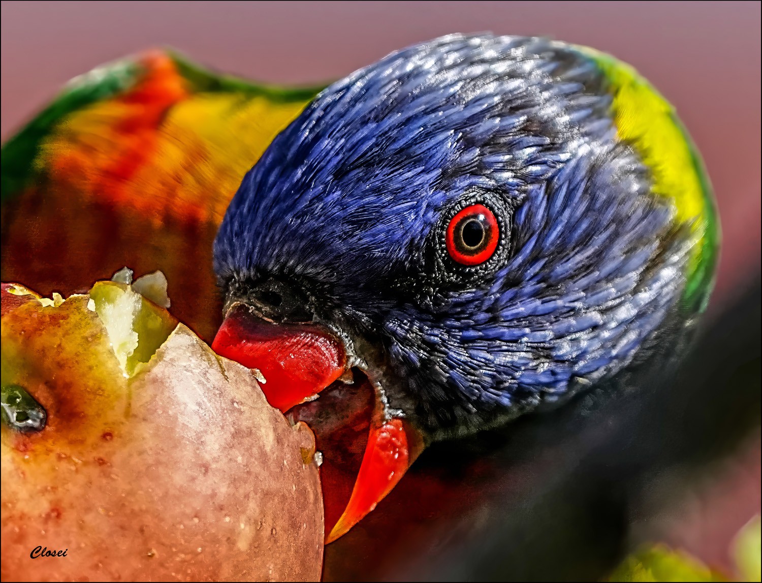 close Lorikeet r.jpg