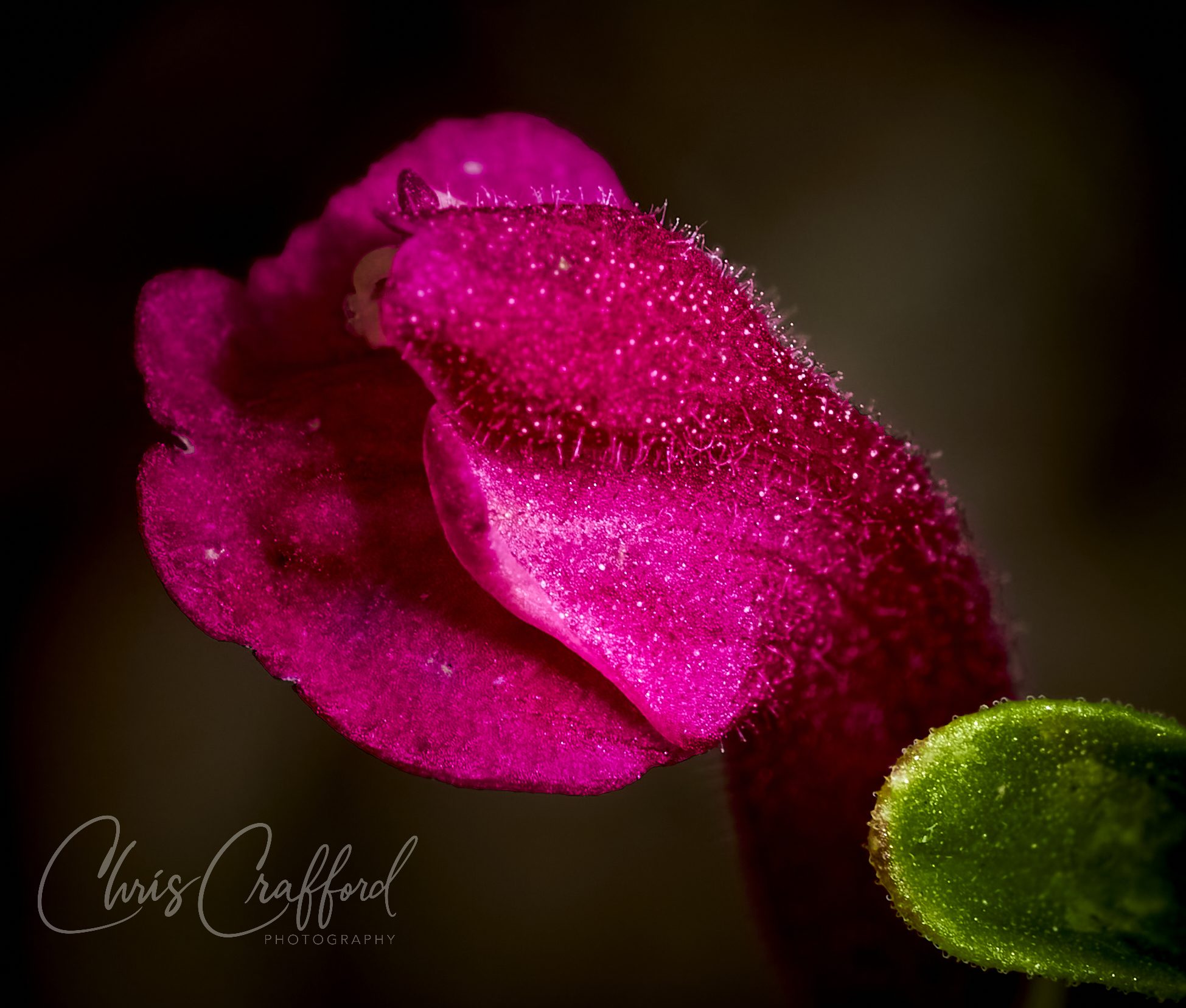 Close up of tiny bloom