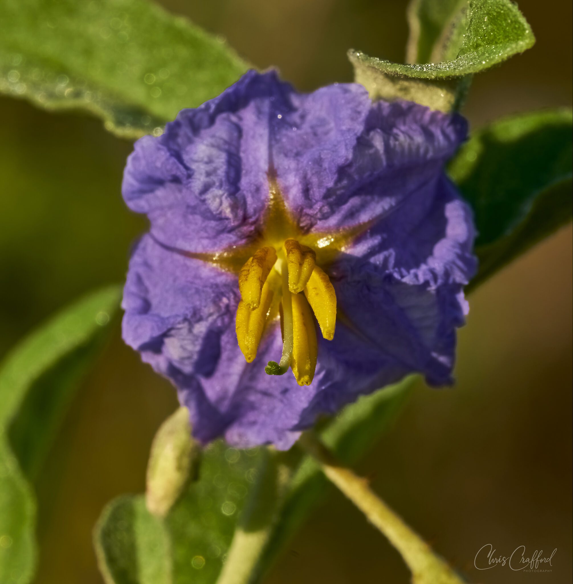 Close up to the yellow stamens.