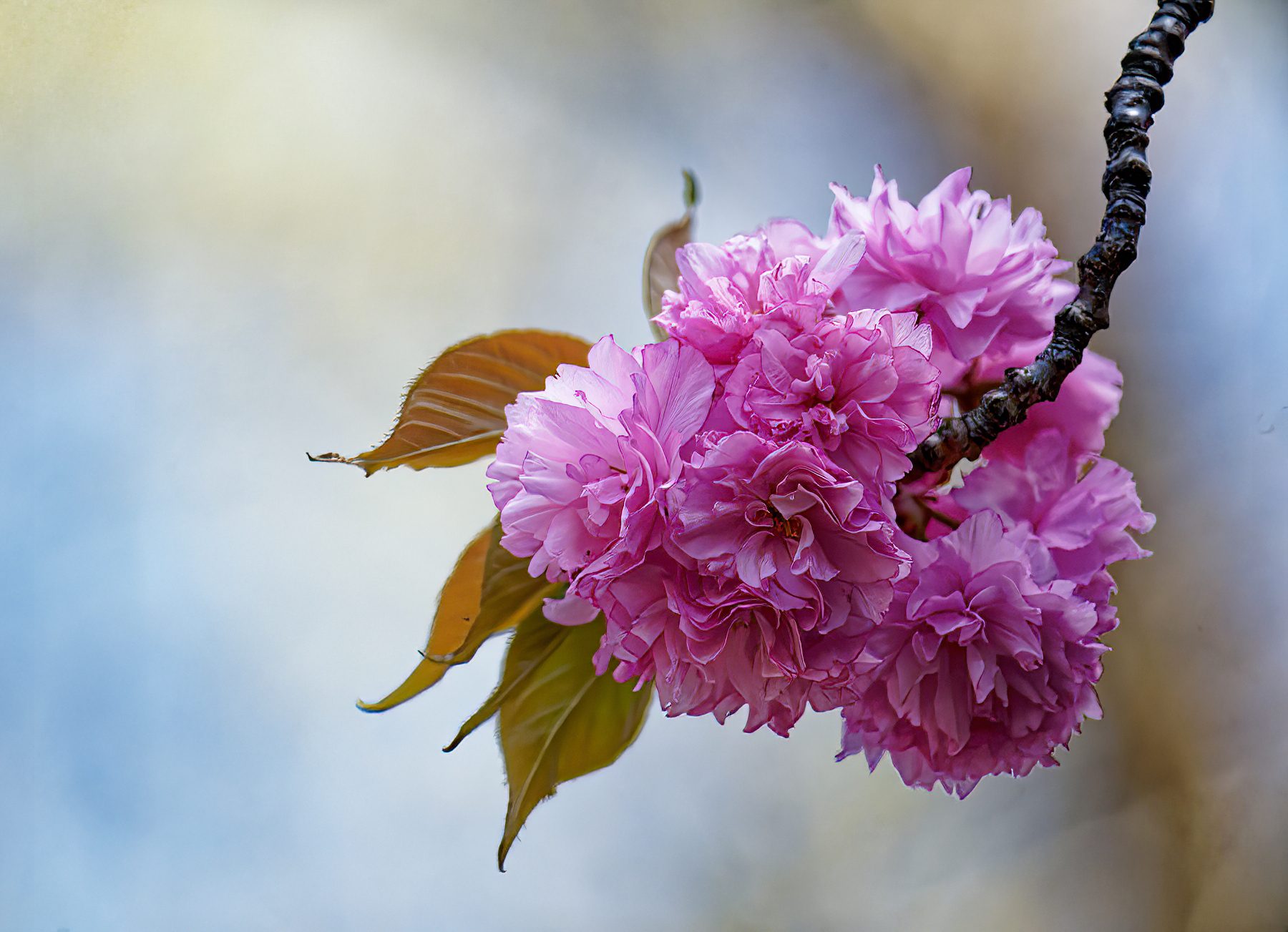 Cluster of Pink Beauty.jpeg