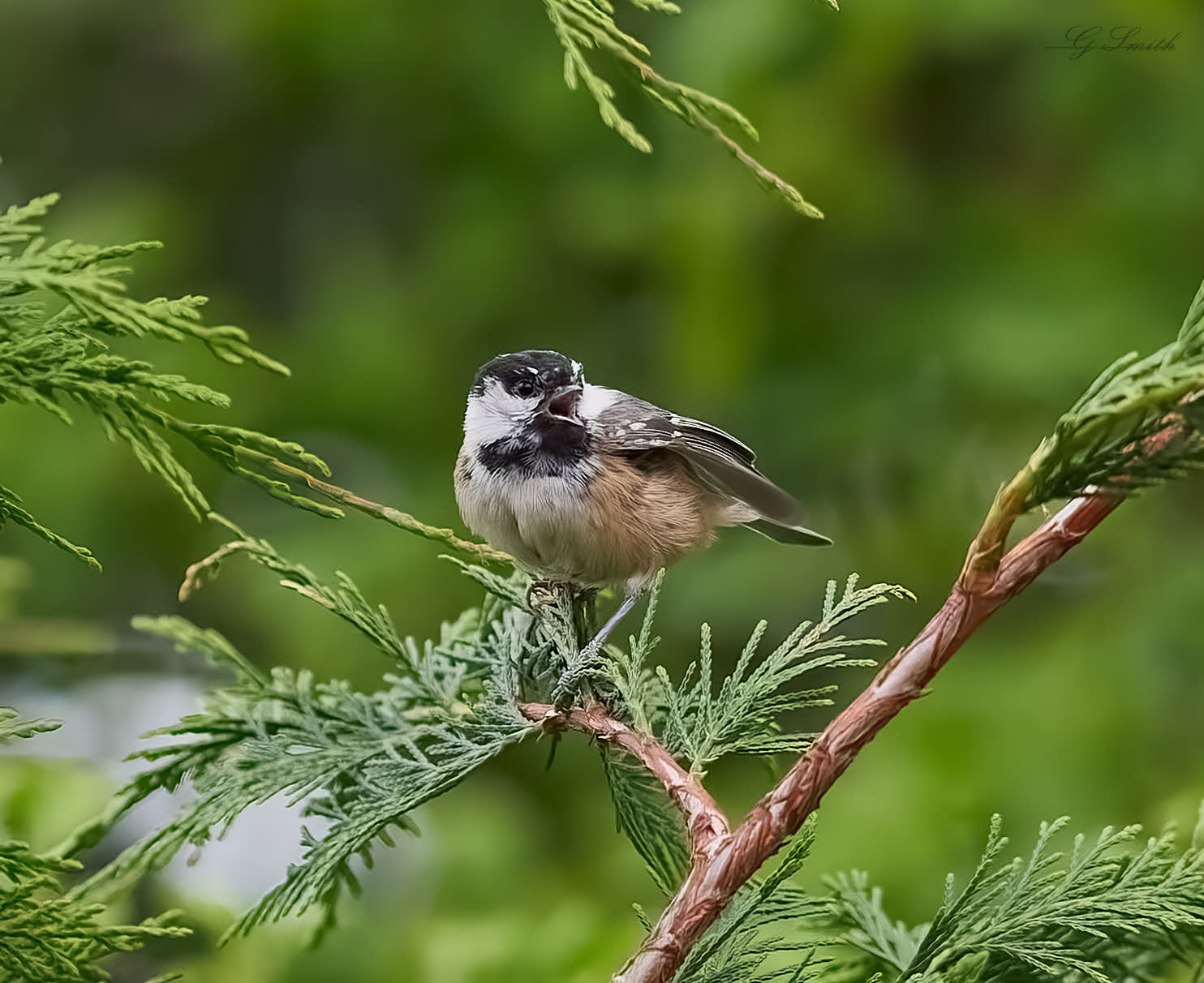 coal tit 2022 2.jpg