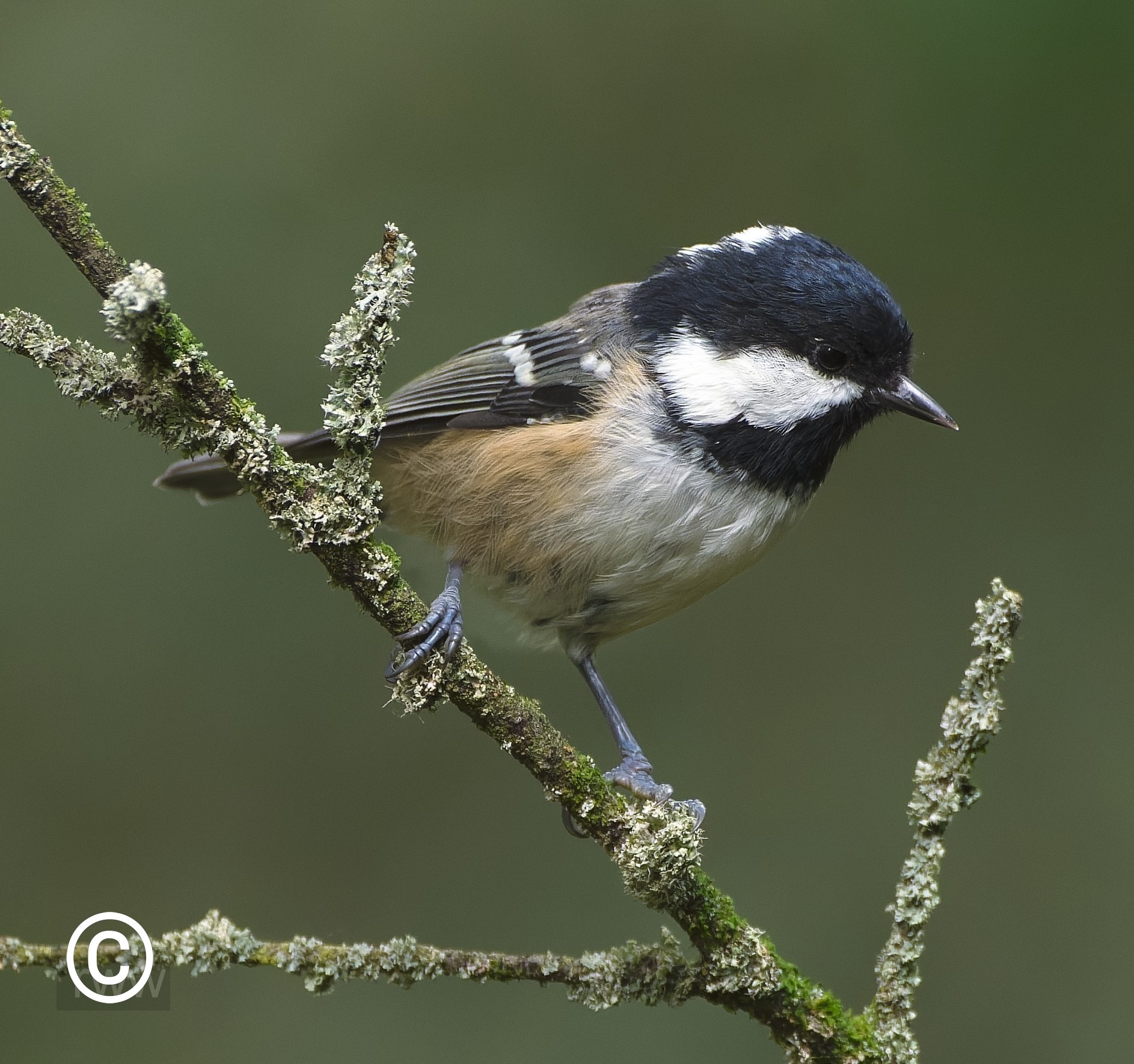 Coal Tit_1.jpg