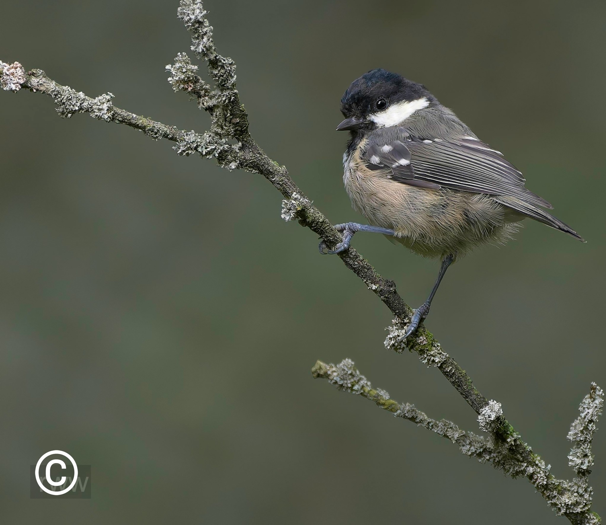 Coal Tit_2.jpg