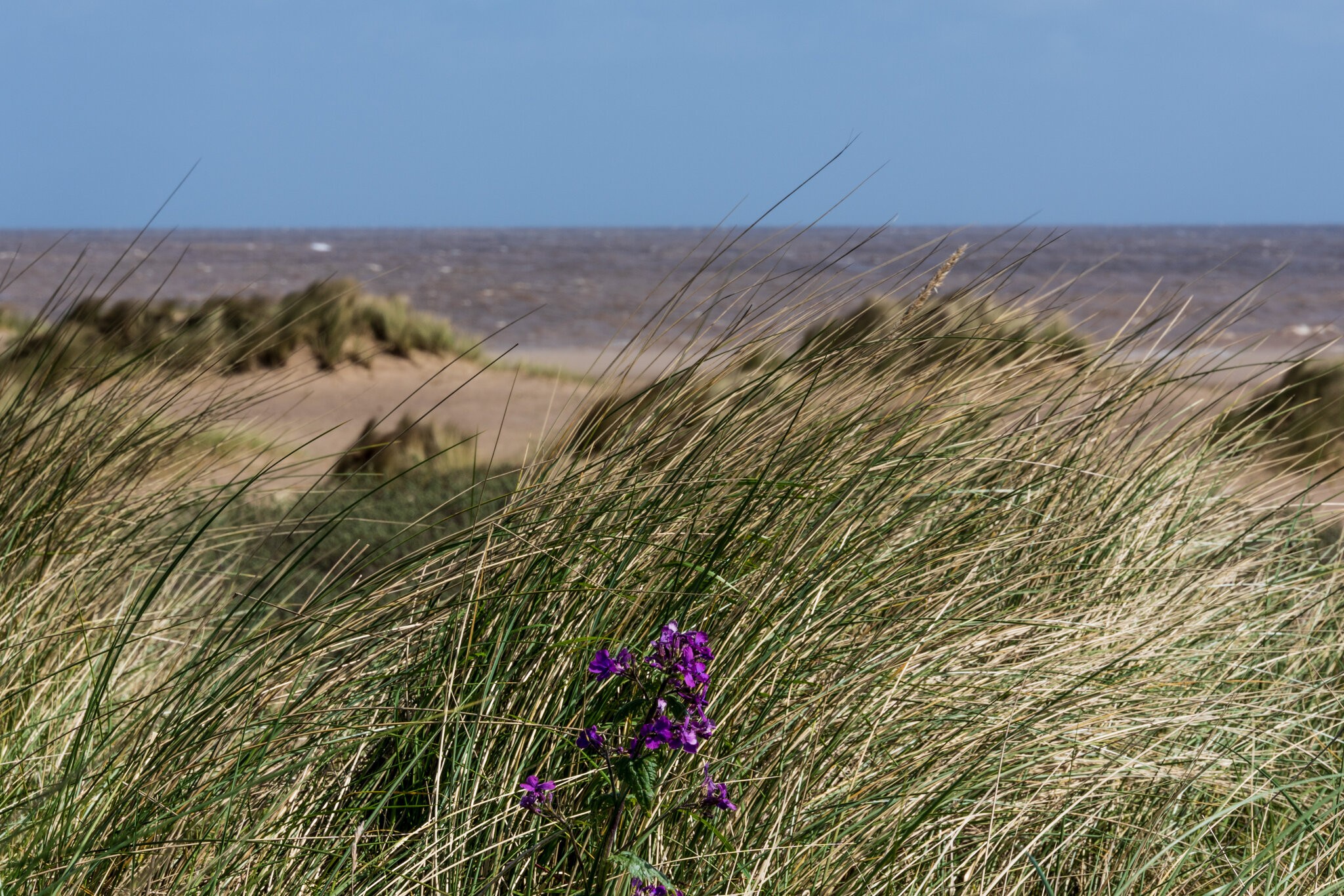 Coast walk 6 - amongst the dunes.jpg