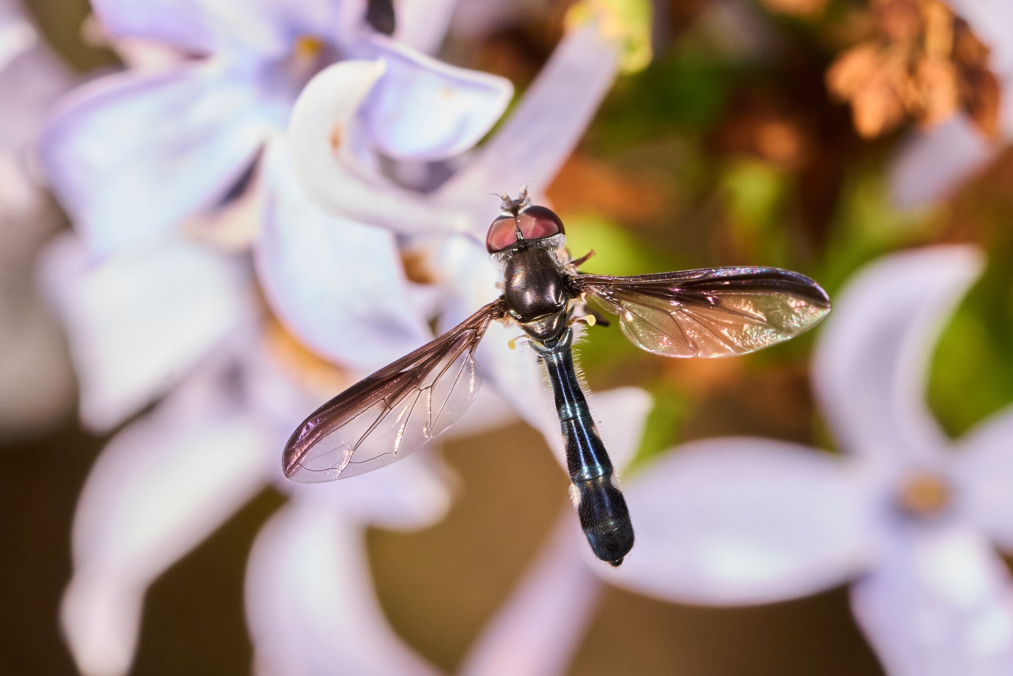 Cobalt Hover Fly - Tyler Arboretum - 101042025 - 01.jpg