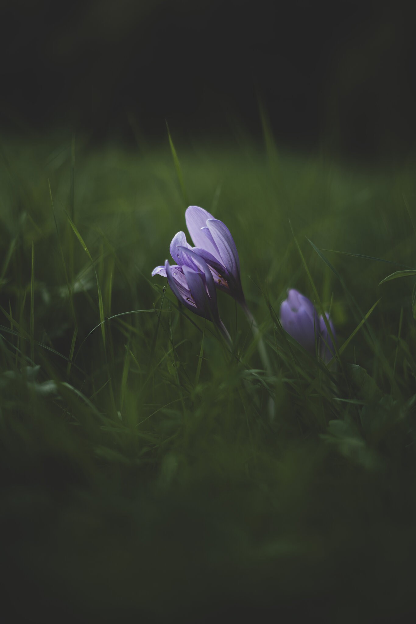 Colchicum autumnale