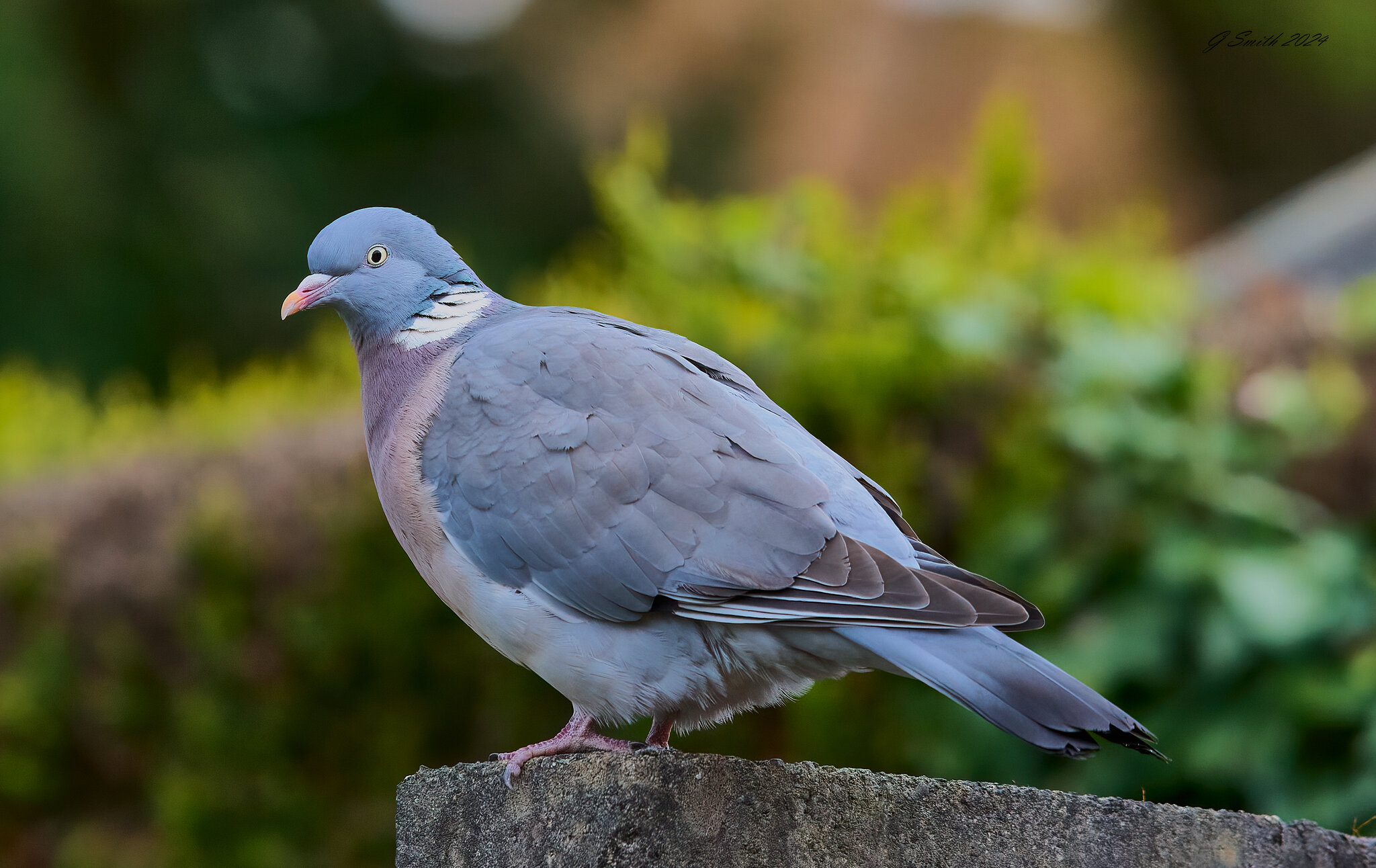 collared dove 2024 3.jpg