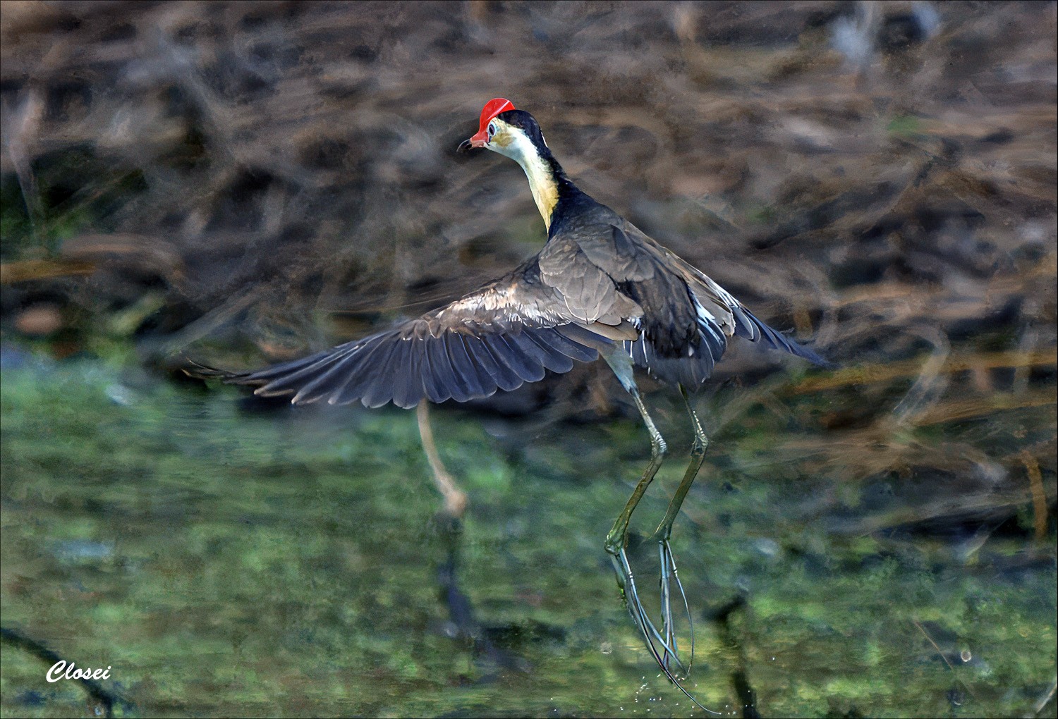 Comb crested Jacana 17-.jpg