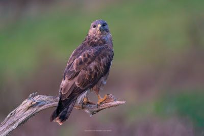 Common buzzard