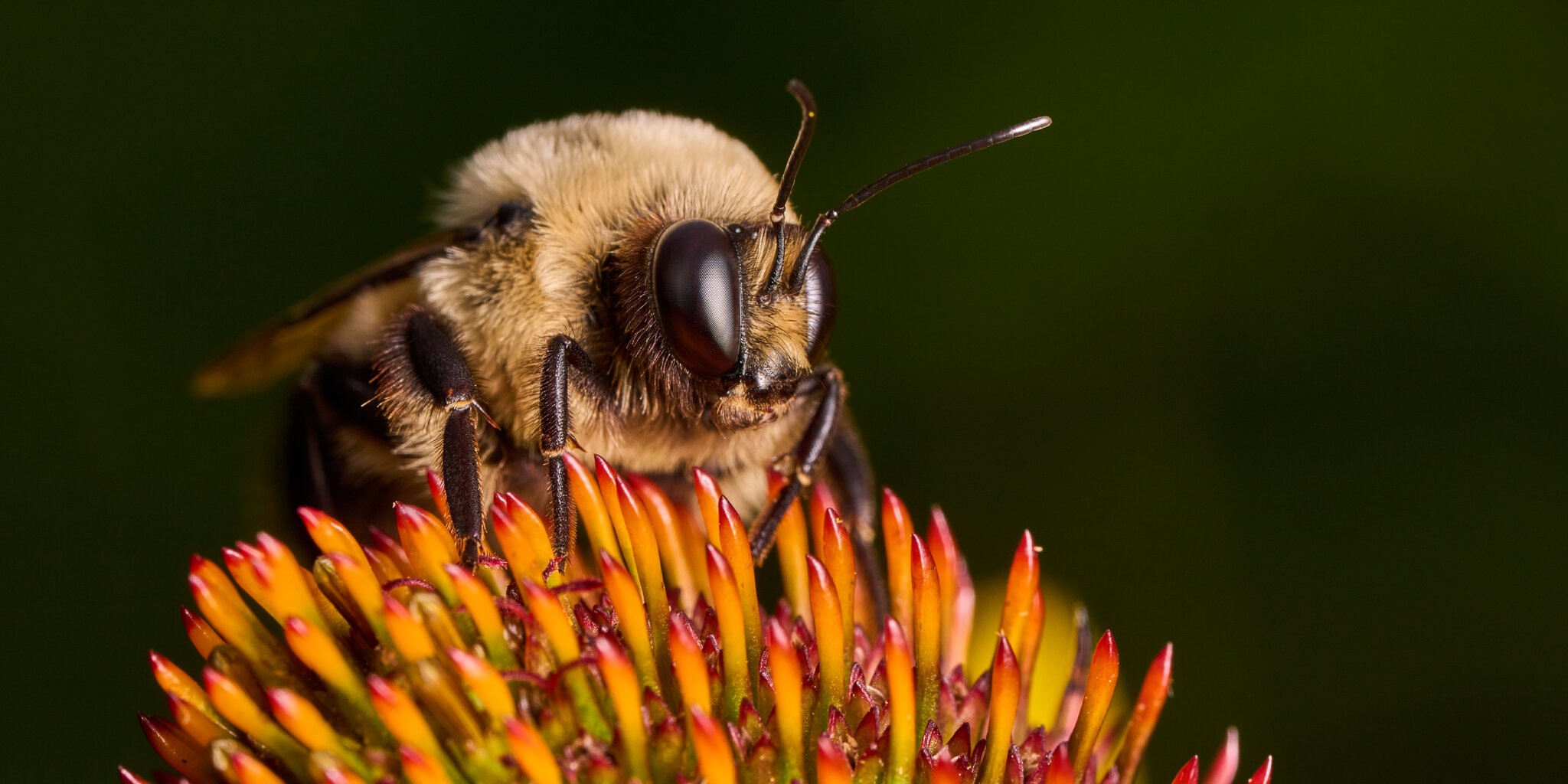 Common Eastern Bumble Bee - BCSP - 08022026 - 11.jpg