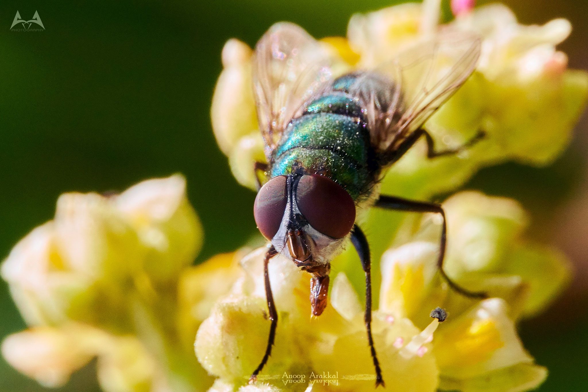 Common Fly