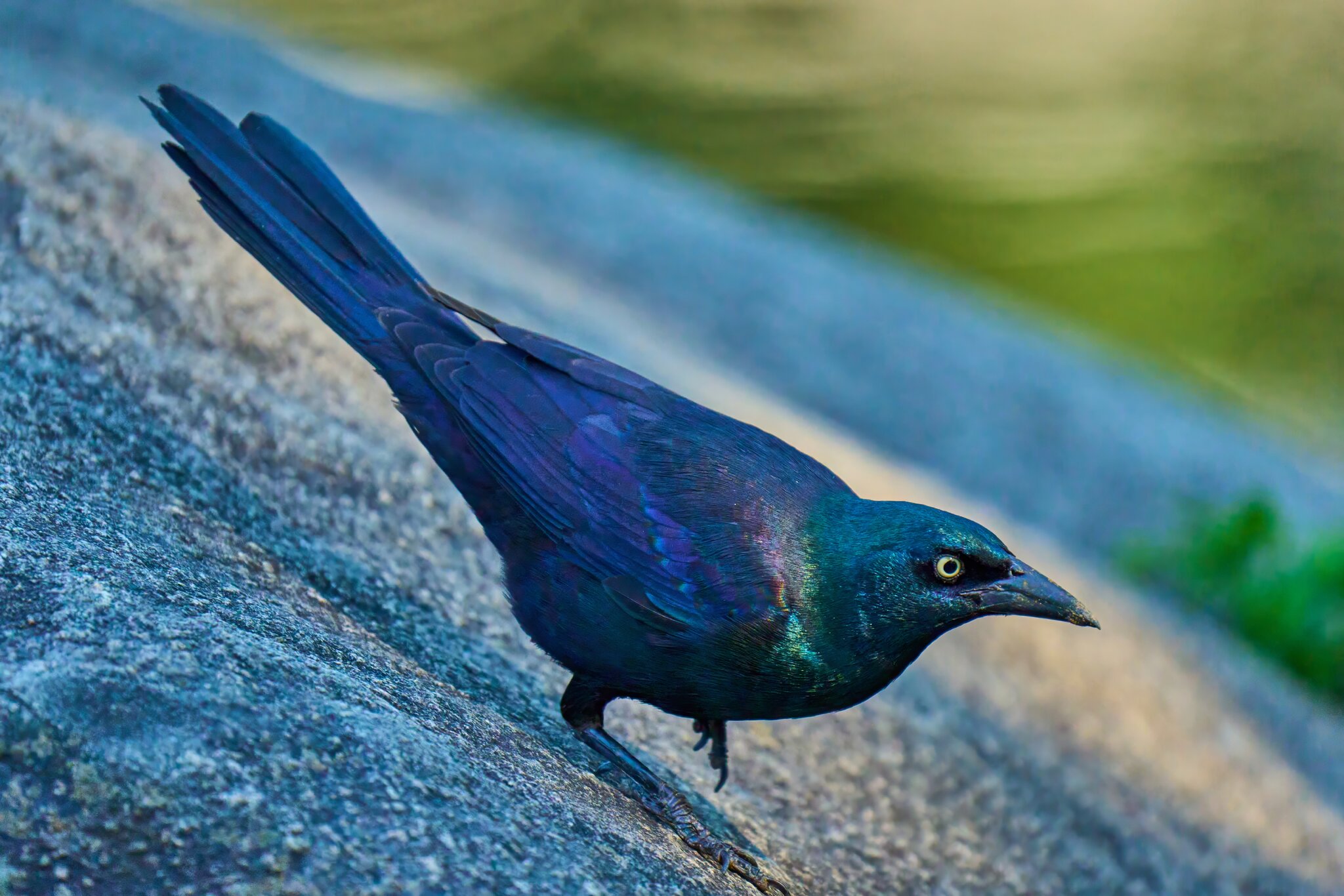 Common Grackle - Brandywine 06252023 - 01- DN.jpg