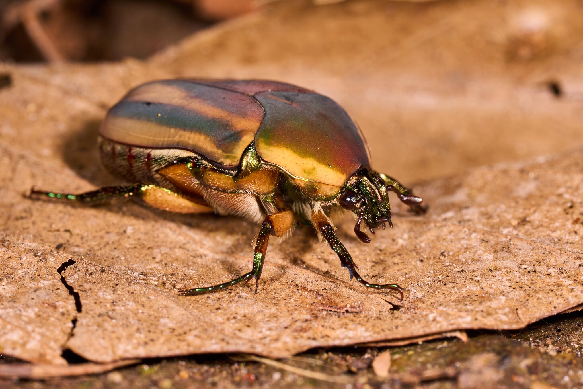Common Green June Beetle - BCSP - 08022026 - 02.jpg