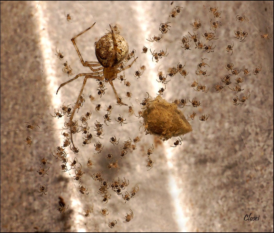 Common house spider family.jpg