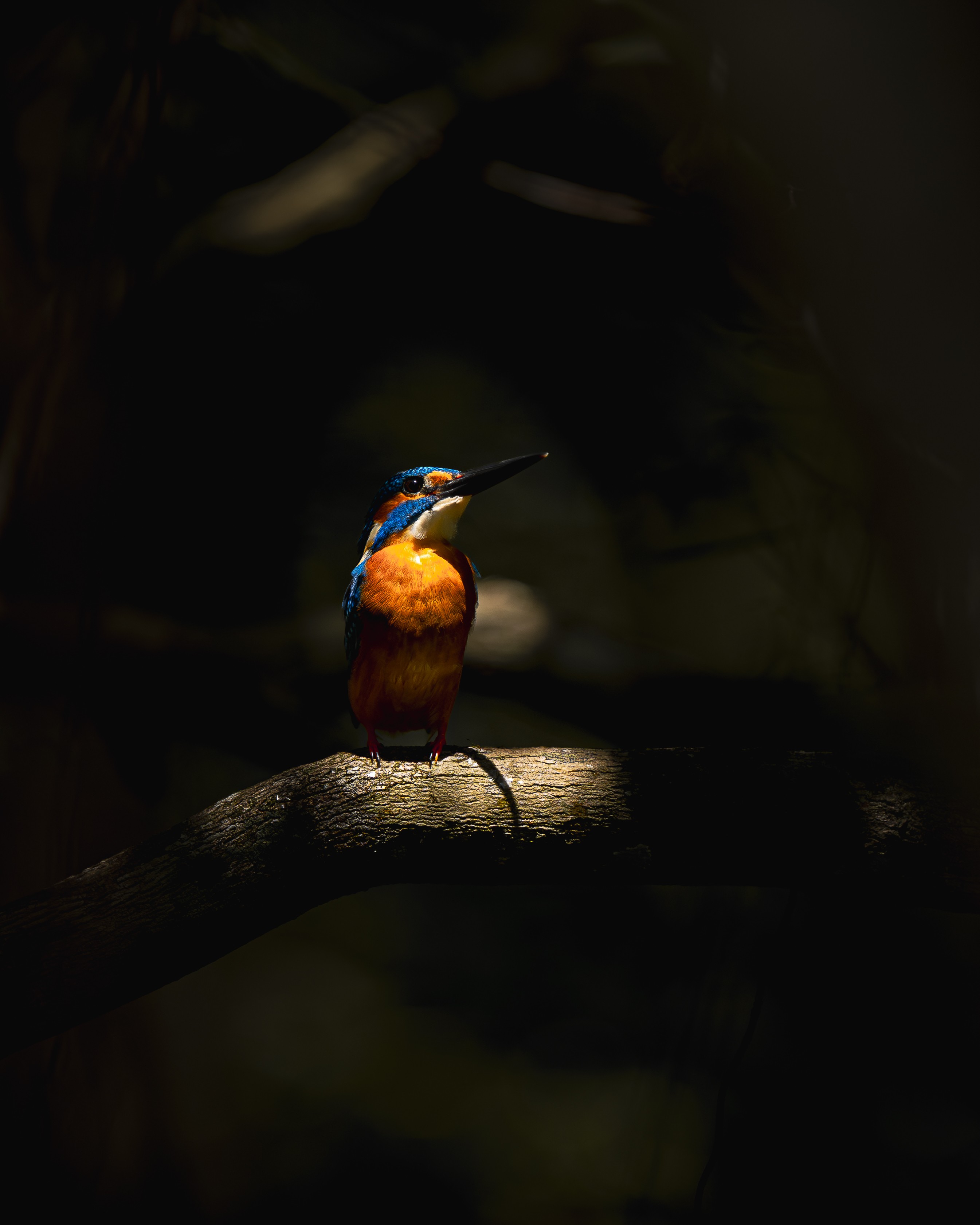 Common Kingfisher in natural spotlight