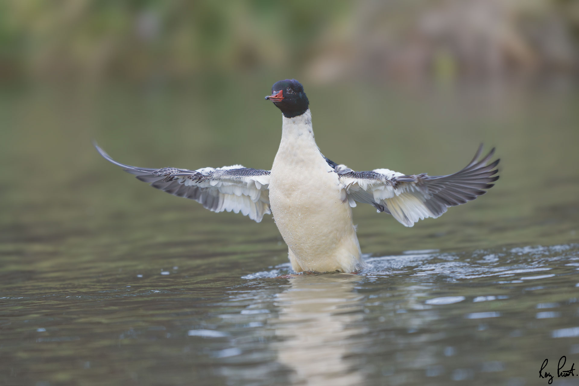 -Common-Merganser-20877.jpg