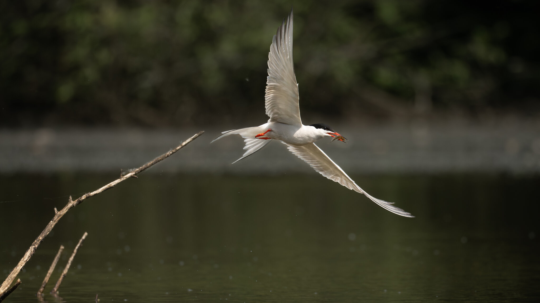 Common tern  (1 of 5).jpg