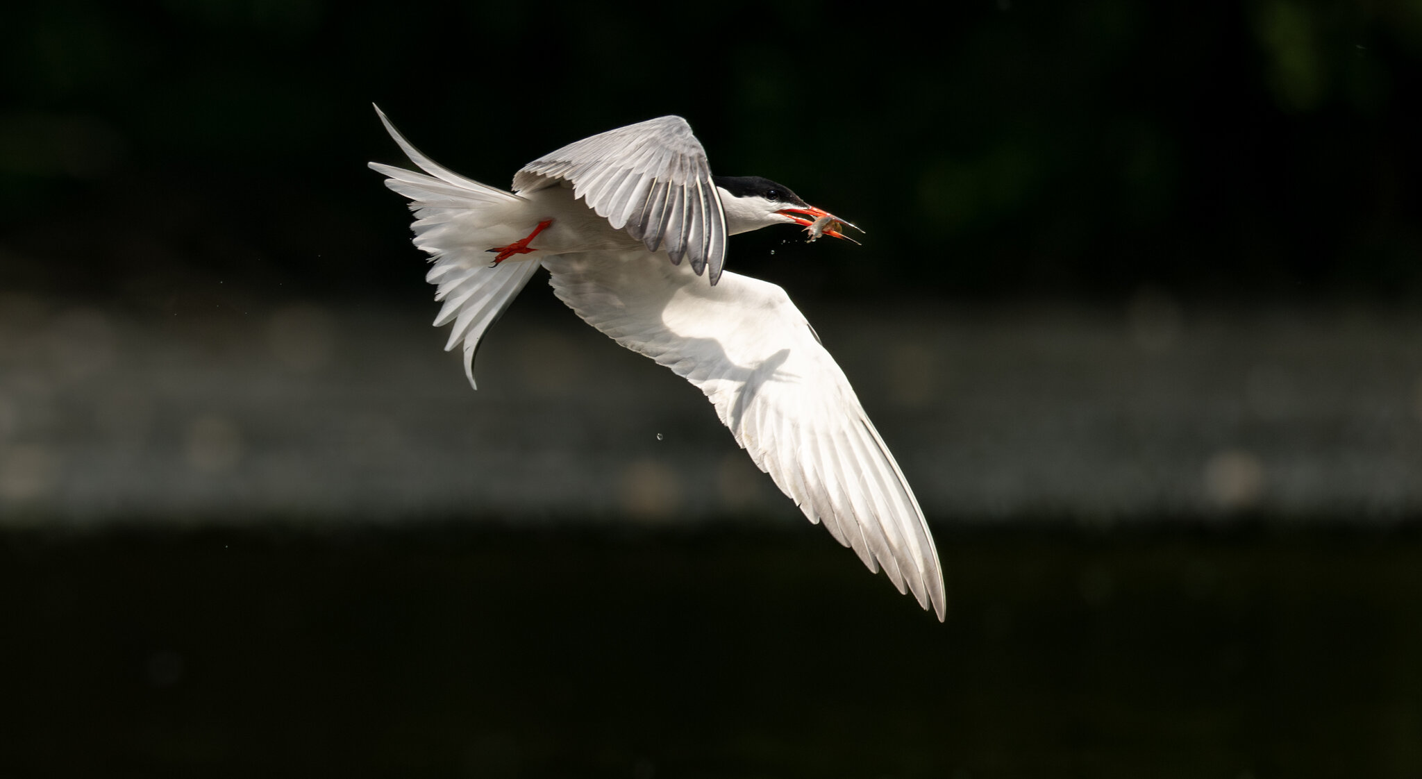 Common tern  (2 of 5).jpg