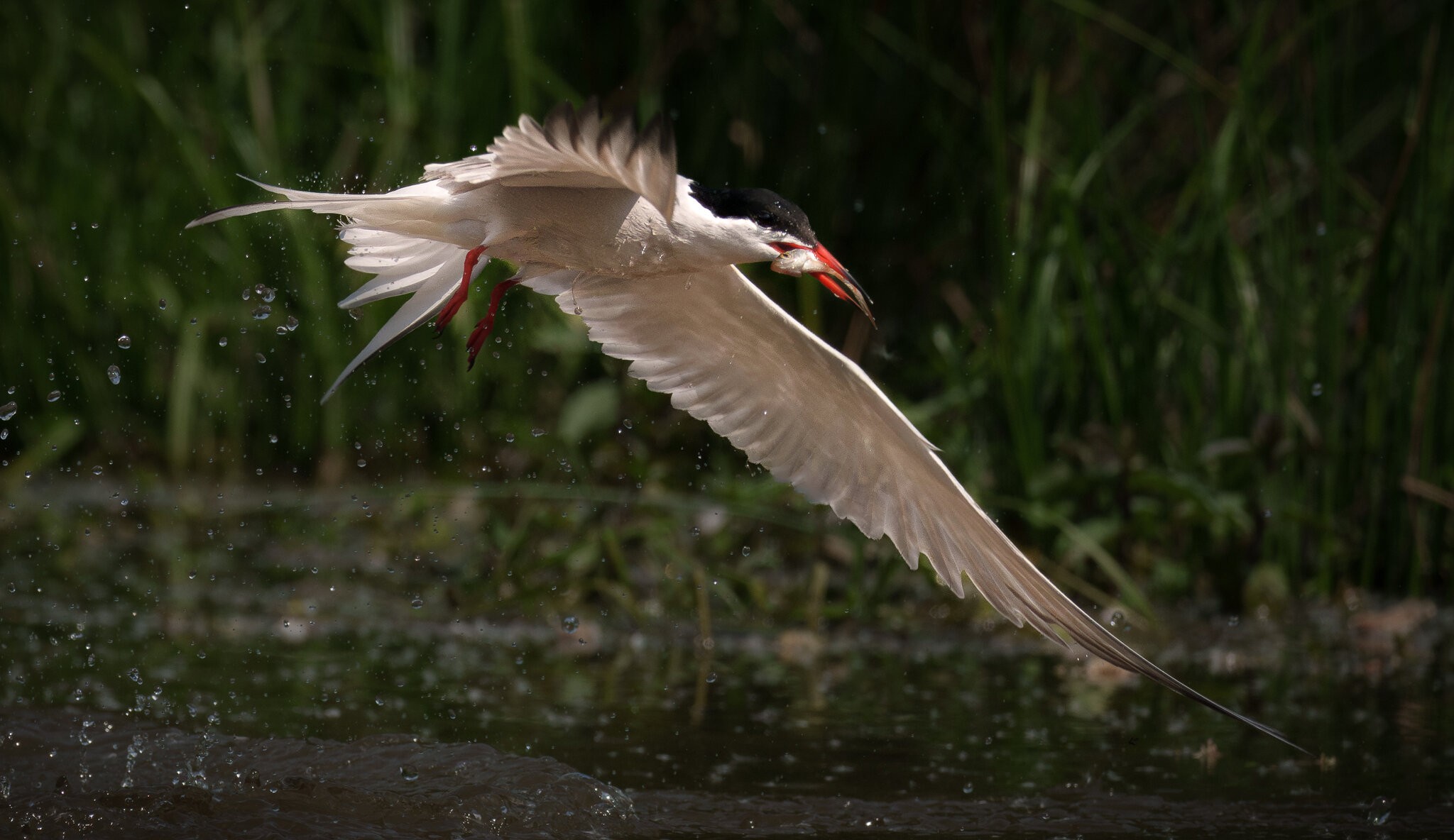 Common tern  (5 of 5).jpg