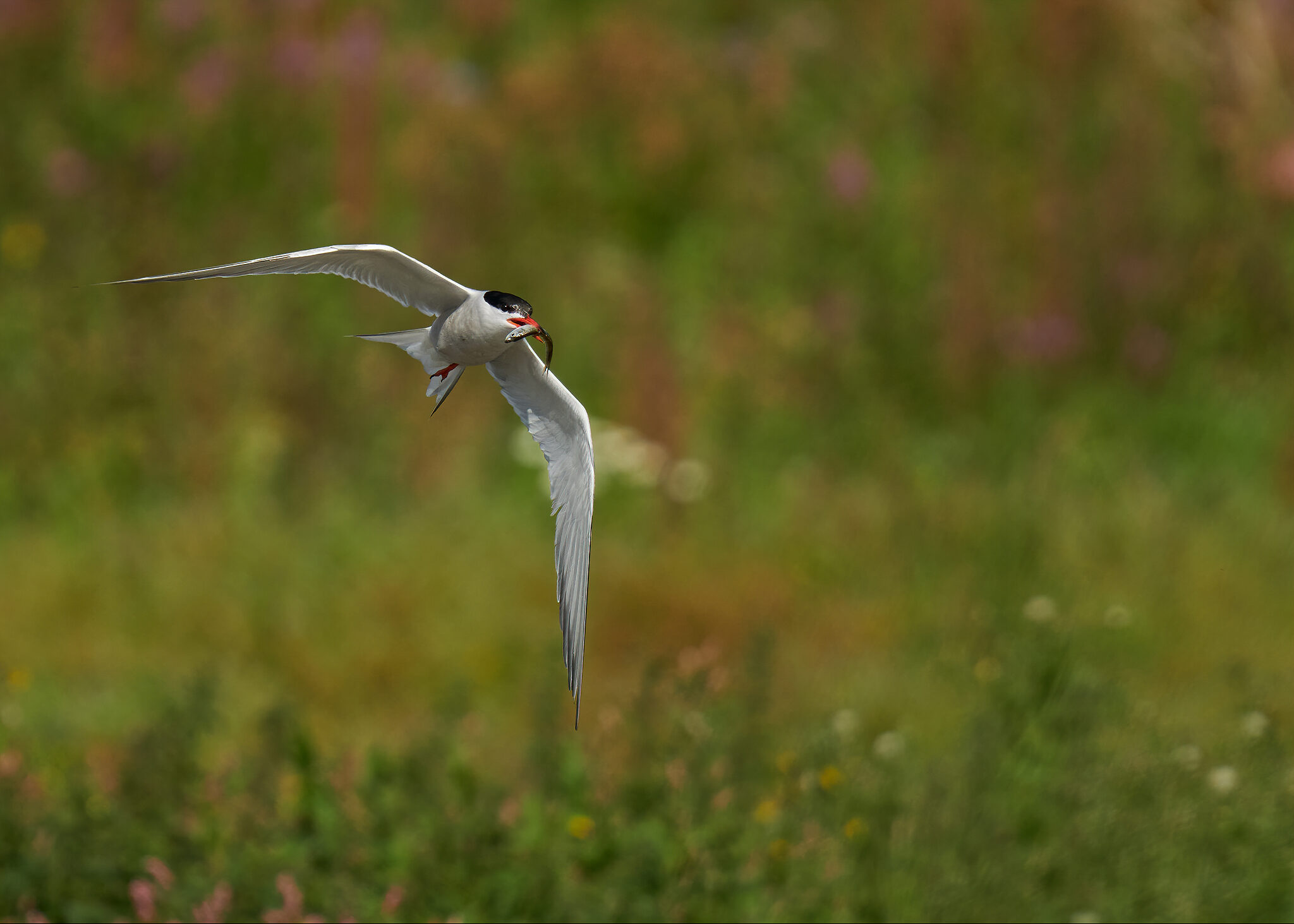 Common Tern with Fish.jpg