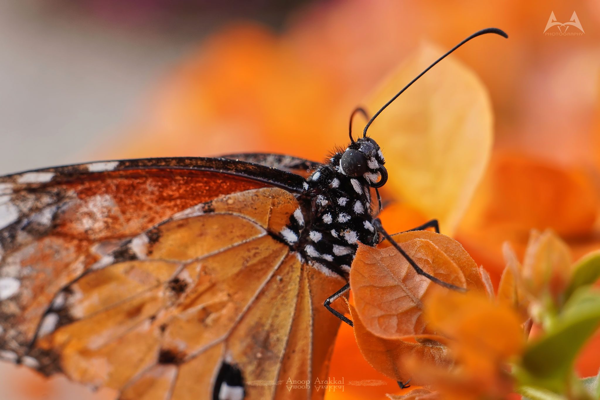 Common tiger butterfly