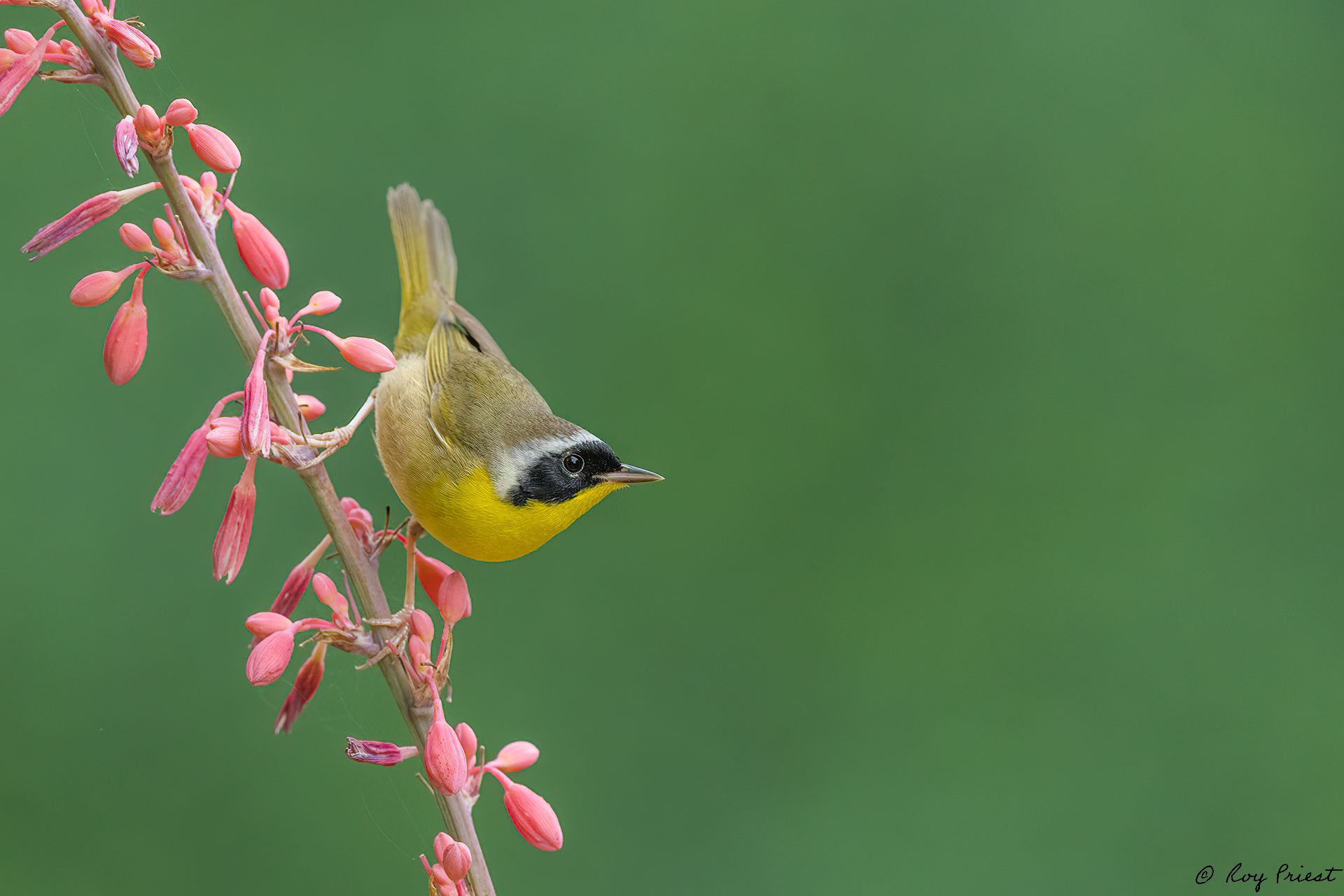 Common-Yellowthroat-A1_ROY6138-Edit.jpg