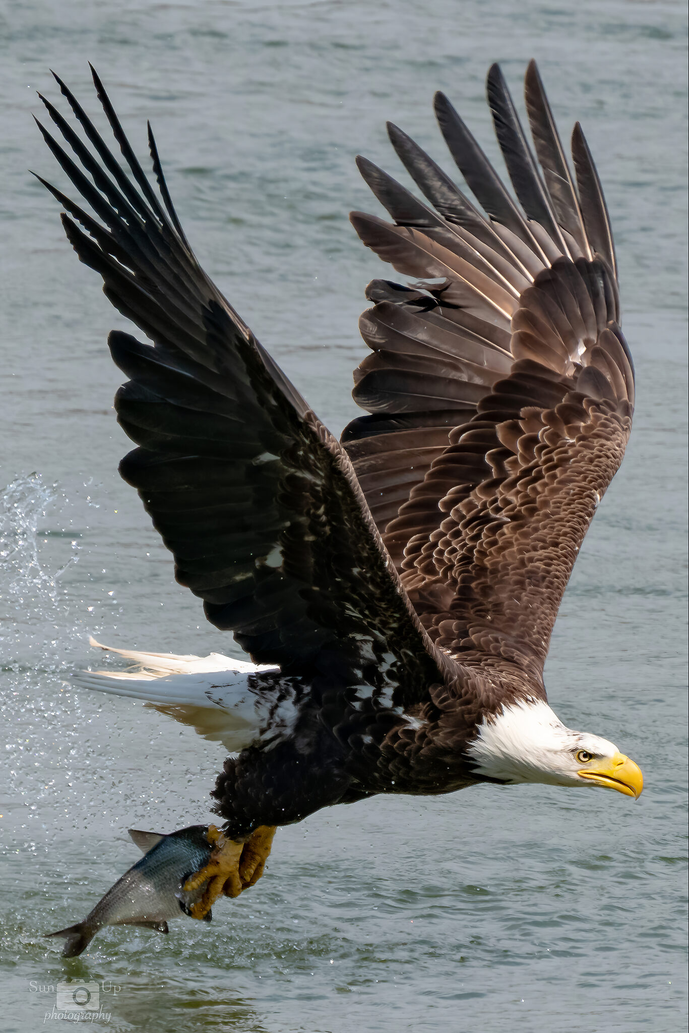 Conowingo Bald Eagle-08255-GP reduced.jpg